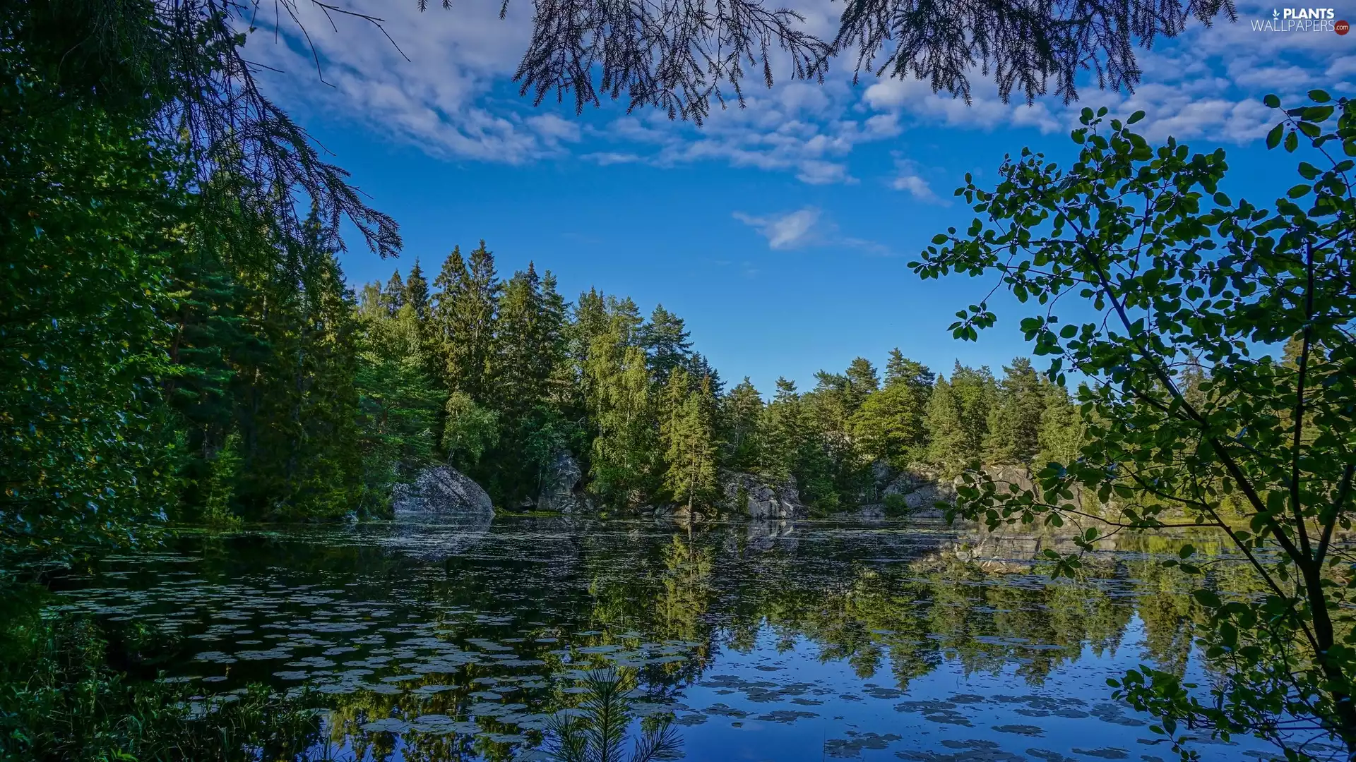 trees, summer, reflection, rocks, viewes, River