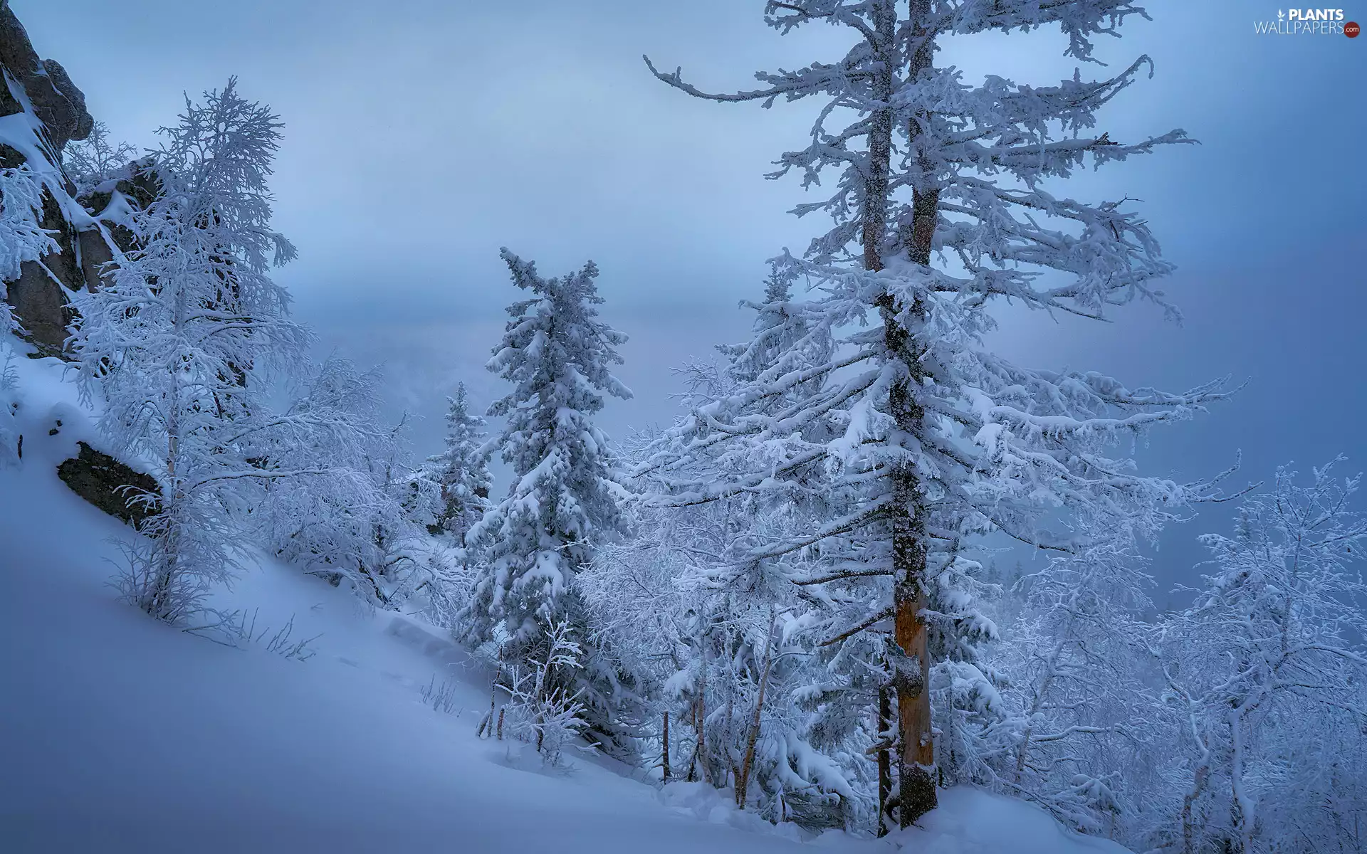 viewes, rocks, snow, trees, winter