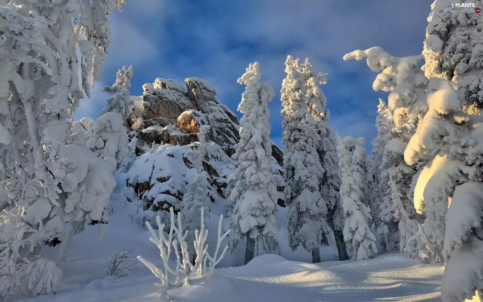 viewes, rocks, snowy, trees, winter