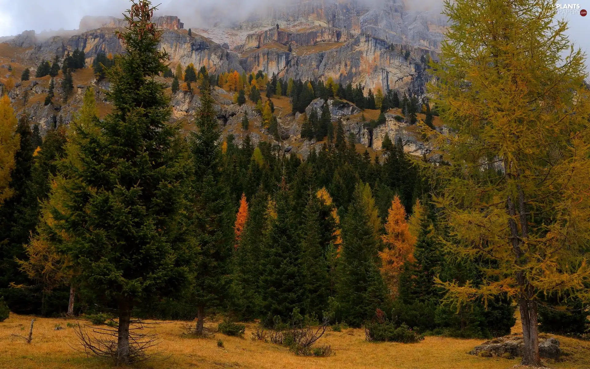 trees, Mountains, Spruces, rocks, autumn, viewes, larch