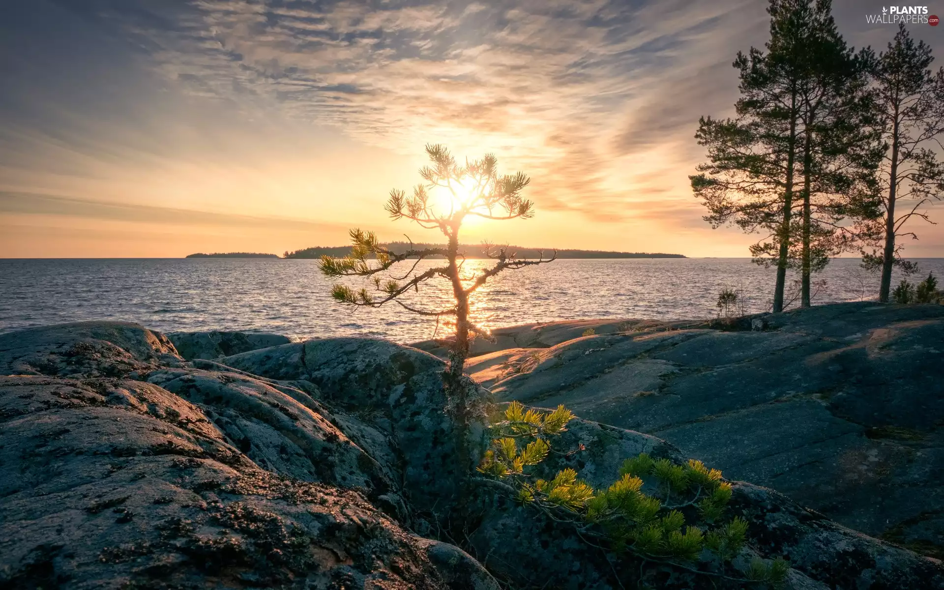 rocks, trees, Russia, viewes, Karelia, Lake Ladoga, Great Sunsets, pine