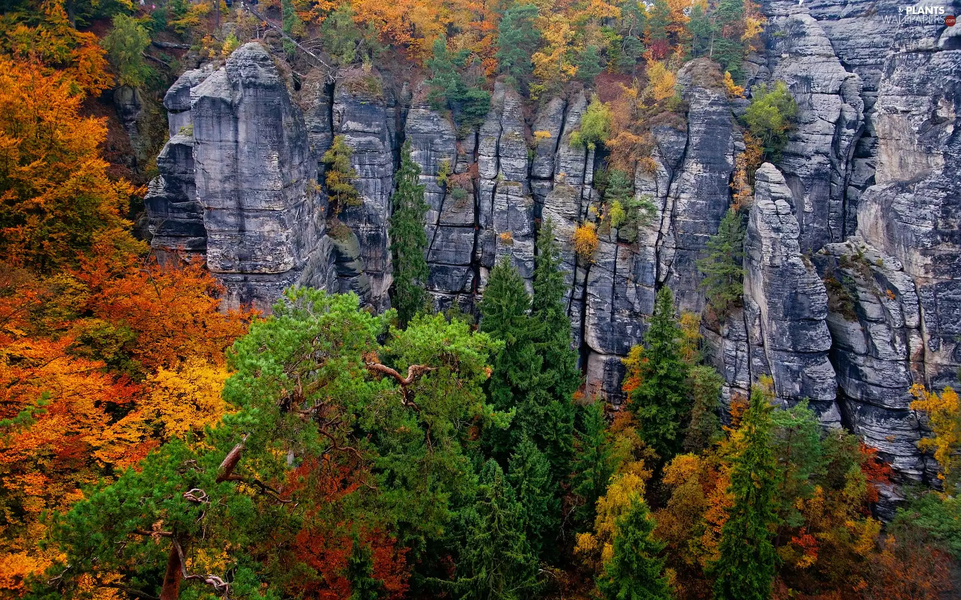 rocks, Germany, trees, viewes, autumn, Saxon Switzerland National Park
