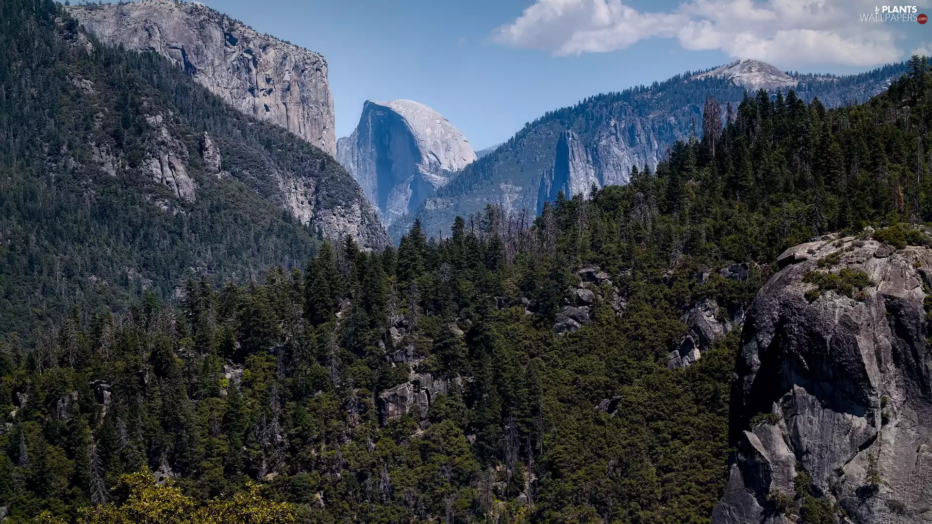 viewes, Sierra Nevada, Half Dome, California, rocks, Mountains, mount, The United States, Yosemite National Park, trees