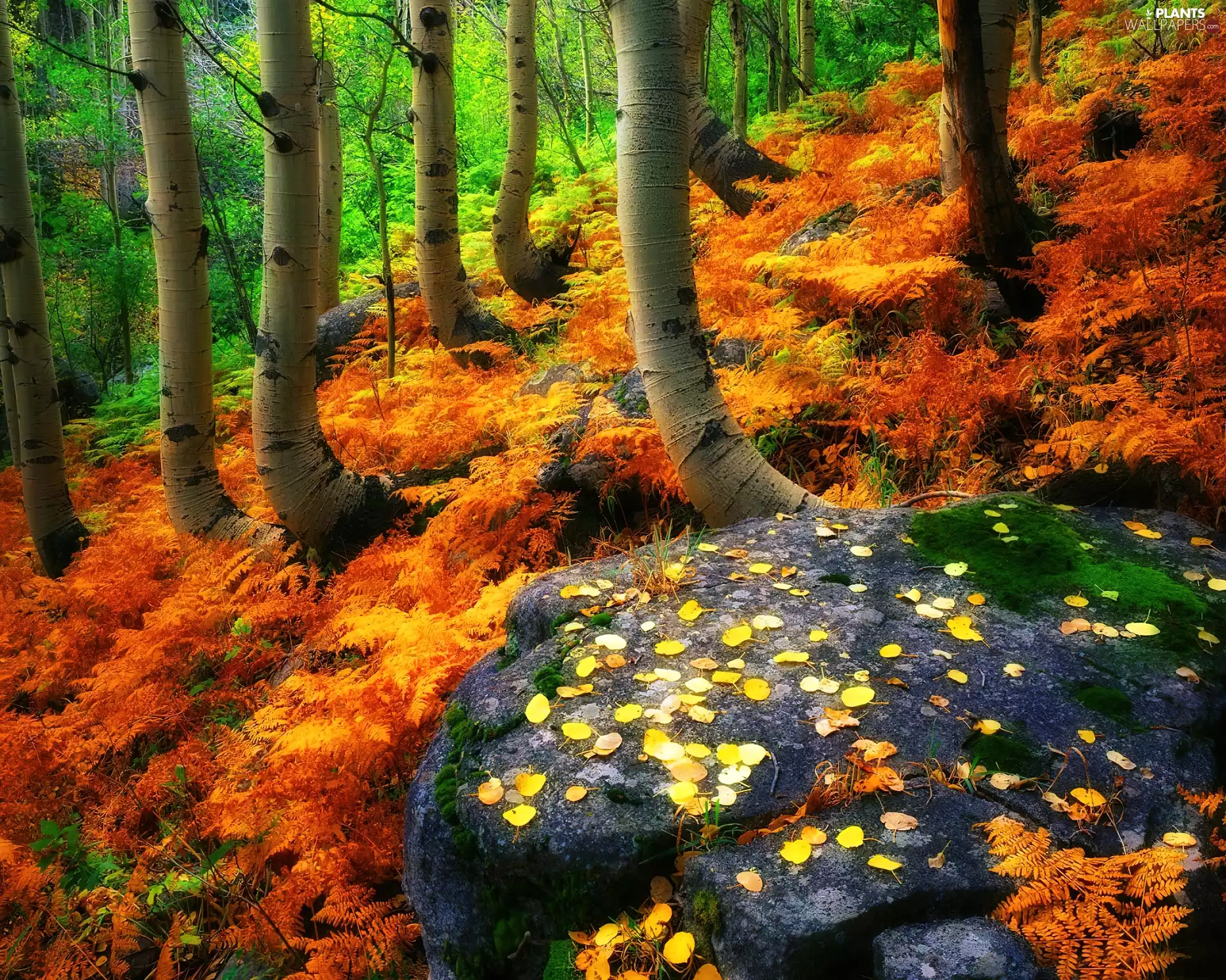 Leaf, Rocks, trees, viewes, autumn