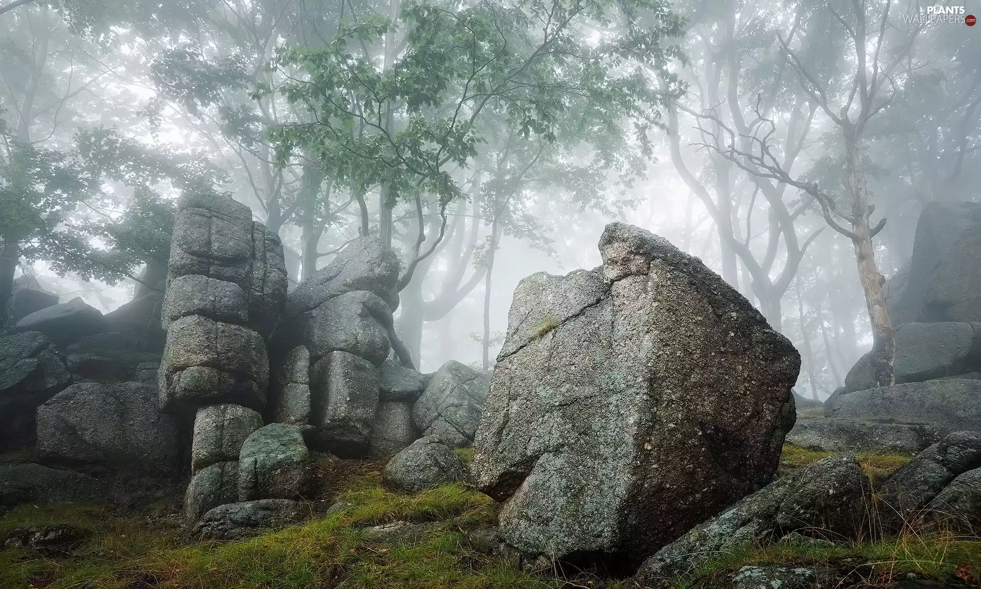 viewes, forest, boulders, rocks, Fog, trees