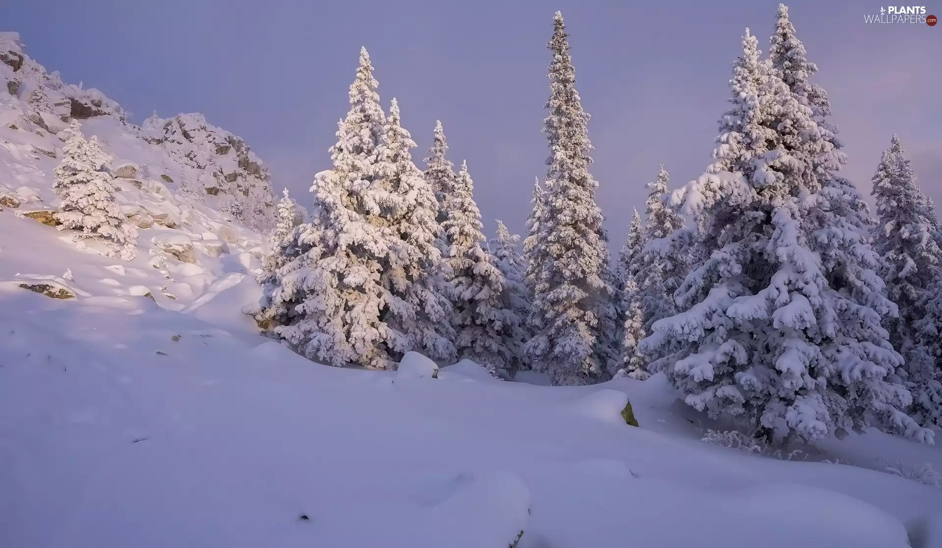 viewes, winter, Hill, rocks, Spruces, trees