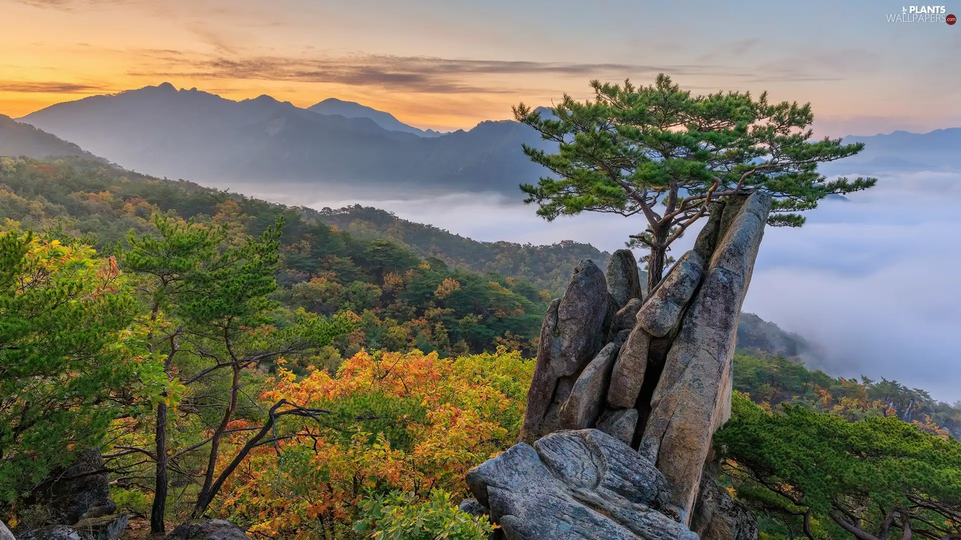 Fog, Mountains, trees, rocks, Sunrise, clouds, pine