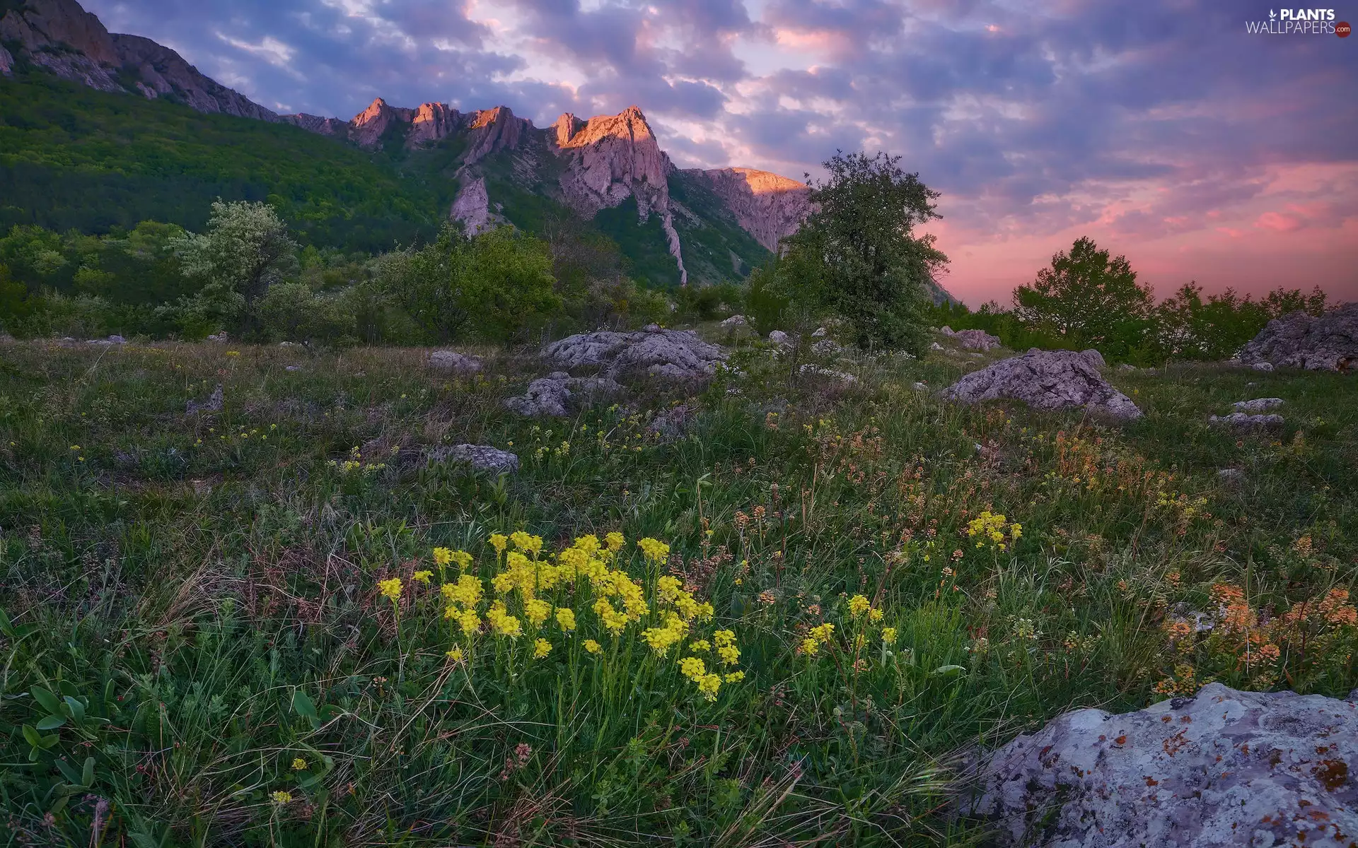 Meadow, Mountains, trees, rocks, Crimea, Flowers, viewes