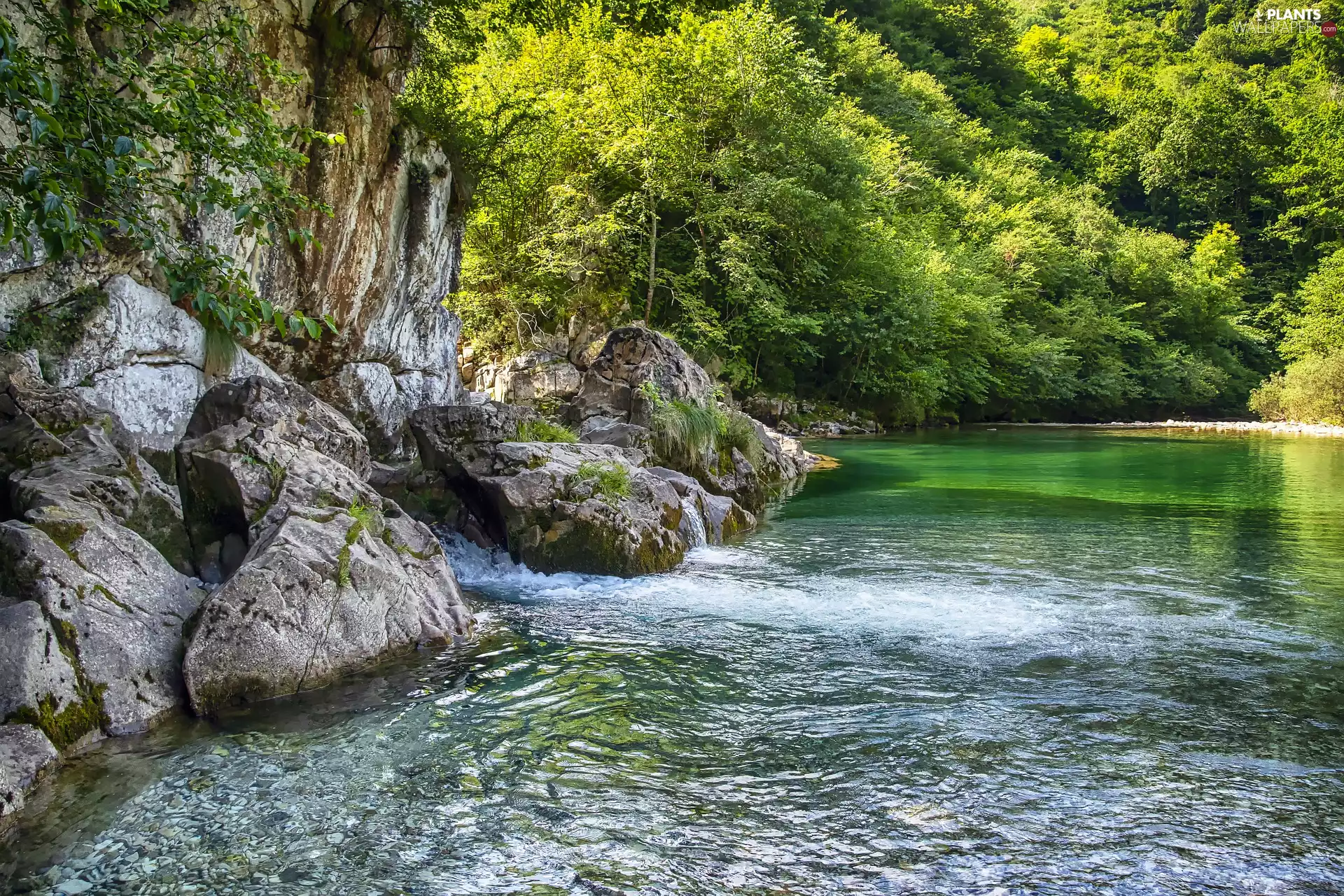 forest, rocks, trees, viewes, River