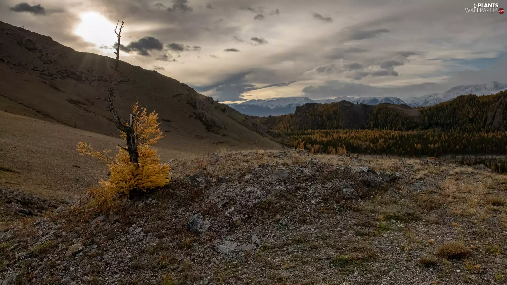 viewes, Mountains, trees, Rocks, Yellowed, trees