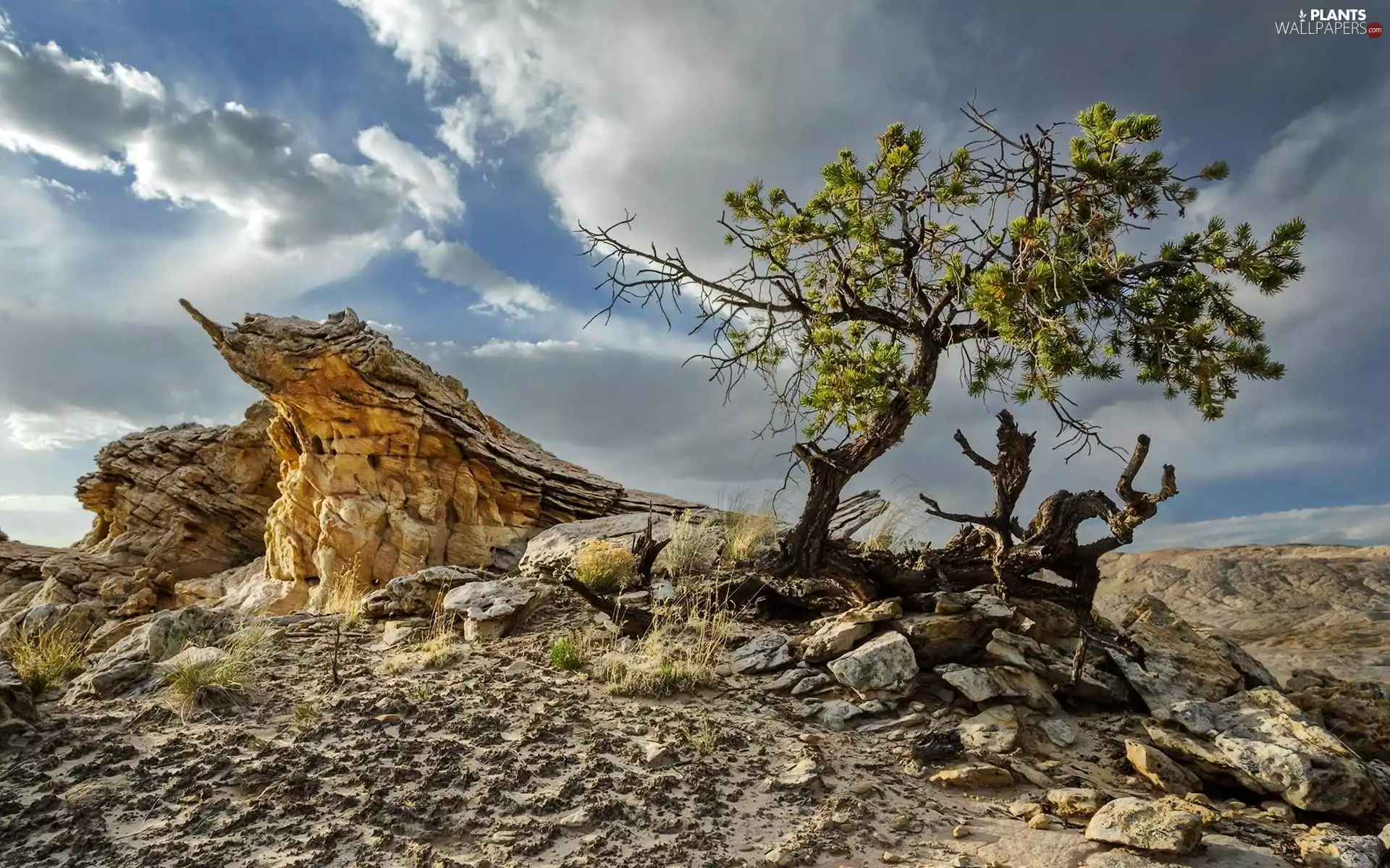 trees, Stones, VEGETATION, rocks