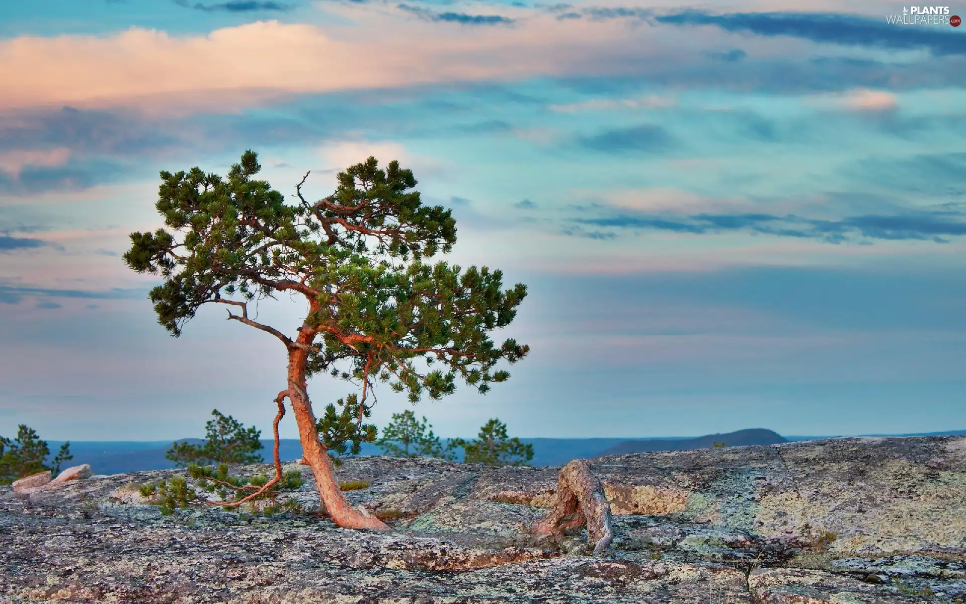 trees, rocks