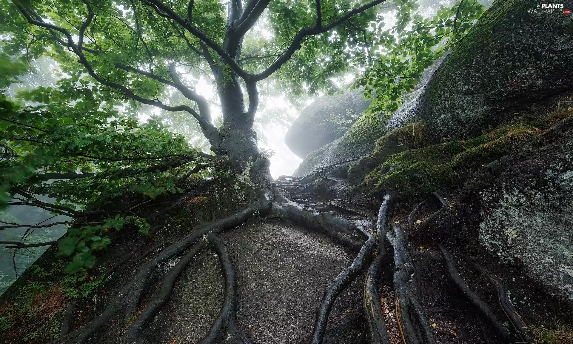 roots, trees, Fog, rocks, forest, viewes