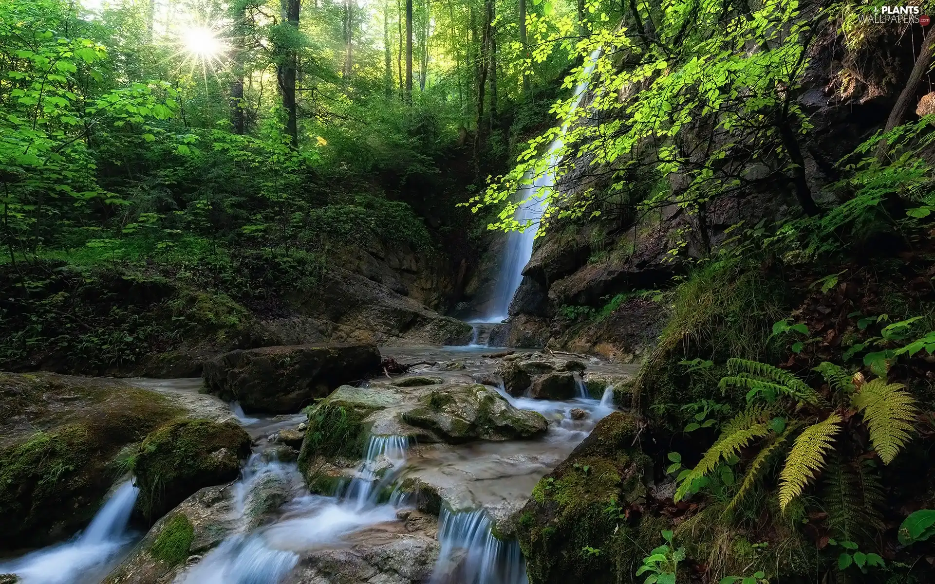 Stones, Fern, rays of the Sun, rocks, viewes, River, waterfall, trees