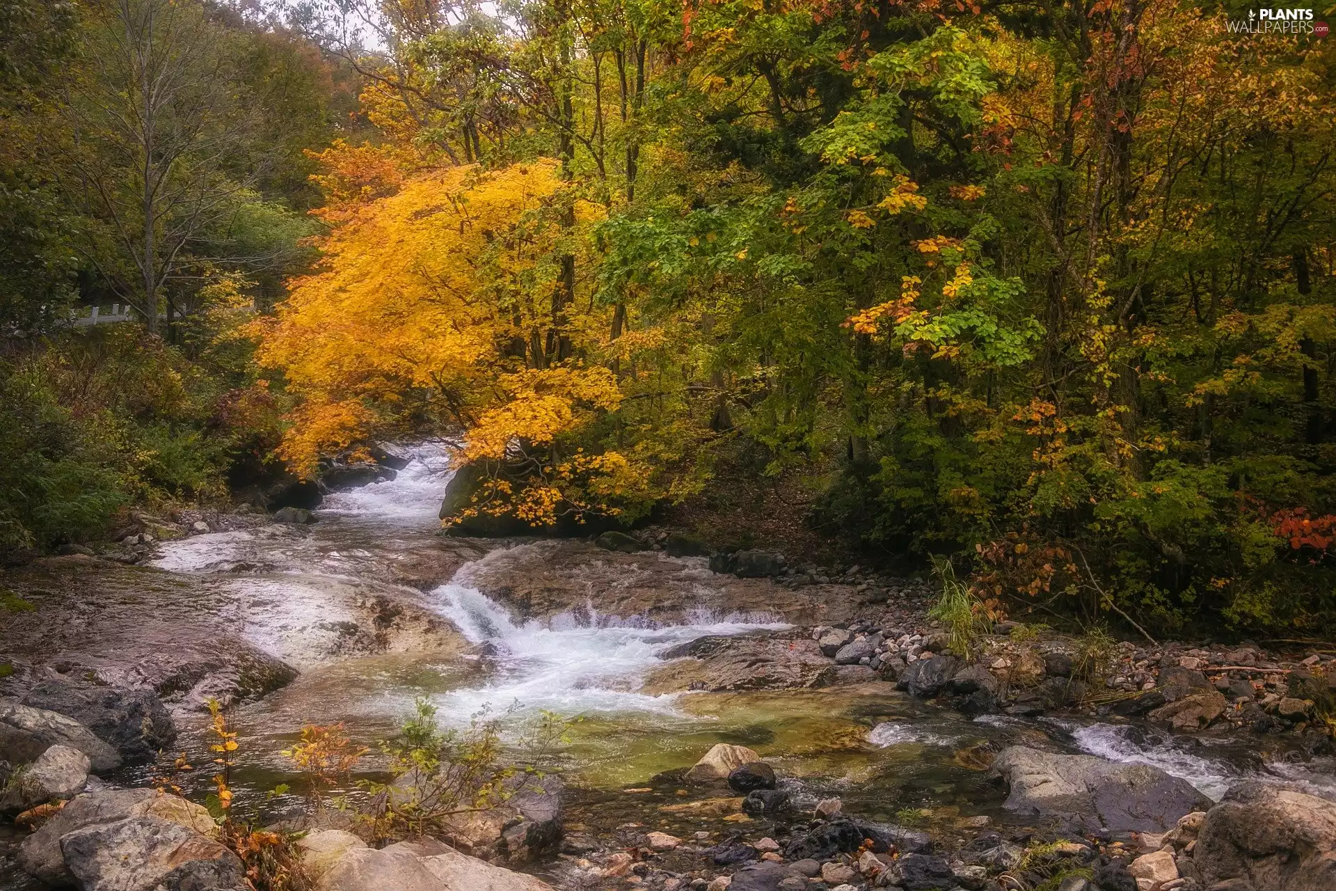 Stones, River, viewes, rocks, forest, trees, autumn