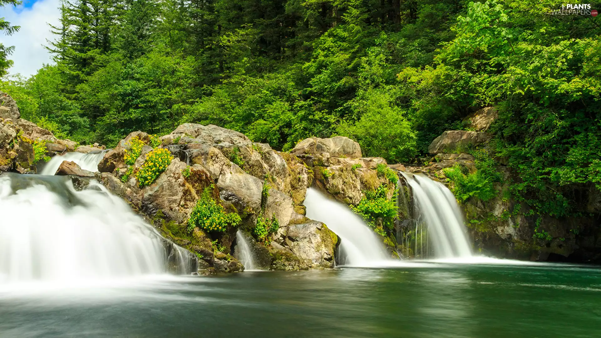 forest, River, viewes, rocks, waterfall, trees, VEGETATION