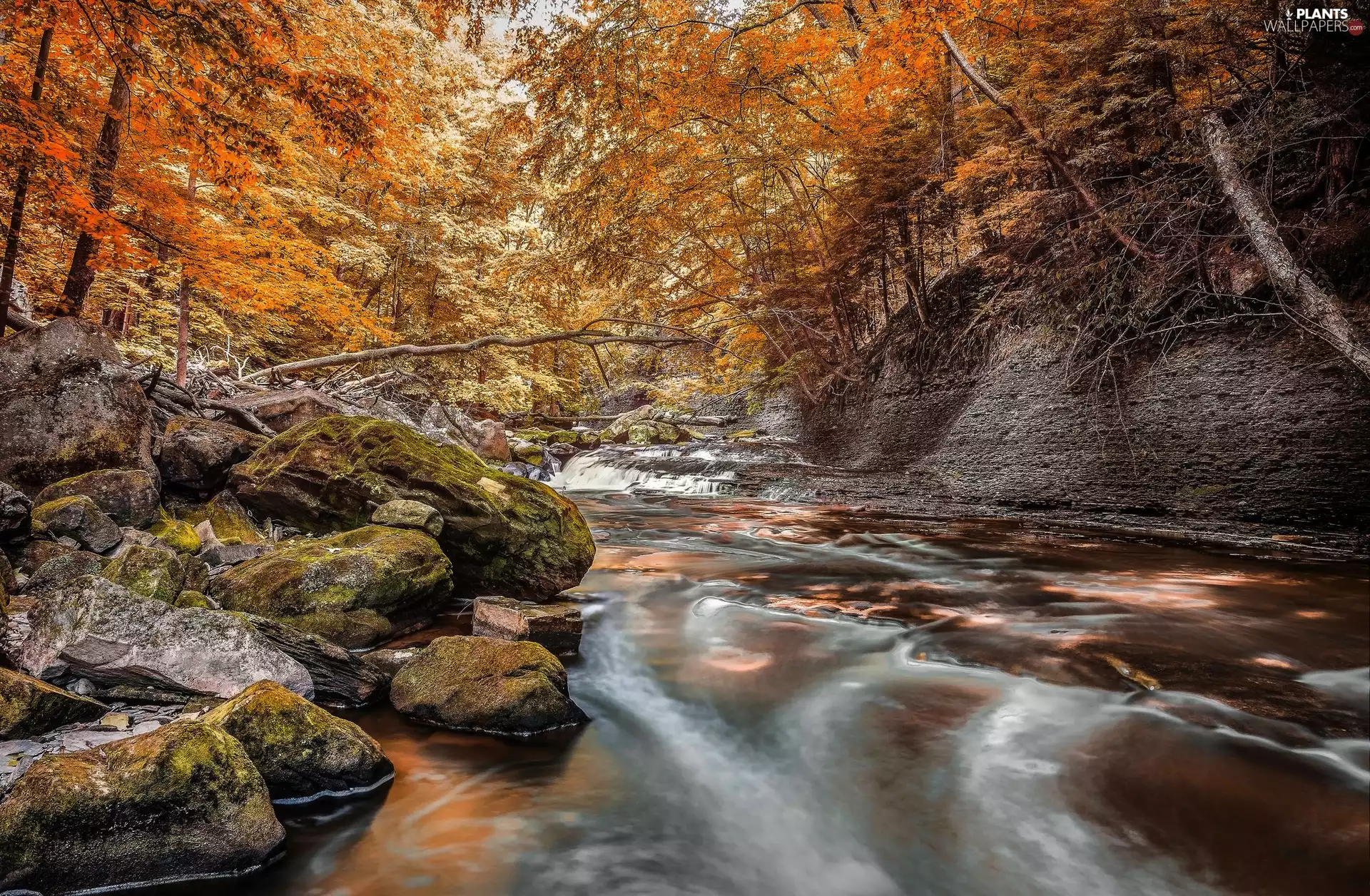 forest, Stones, viewes, rocks, River, trees, autumn