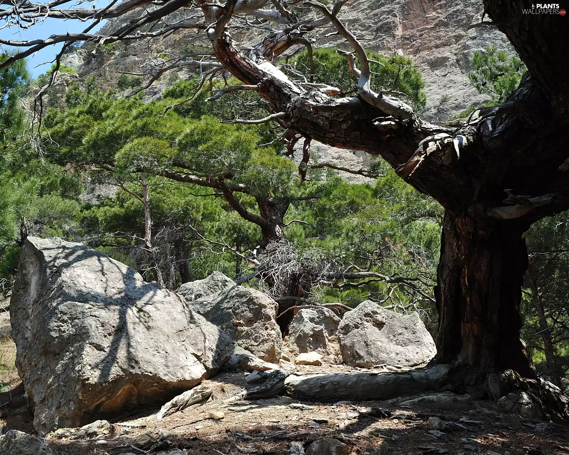 rocks, trees, viewes