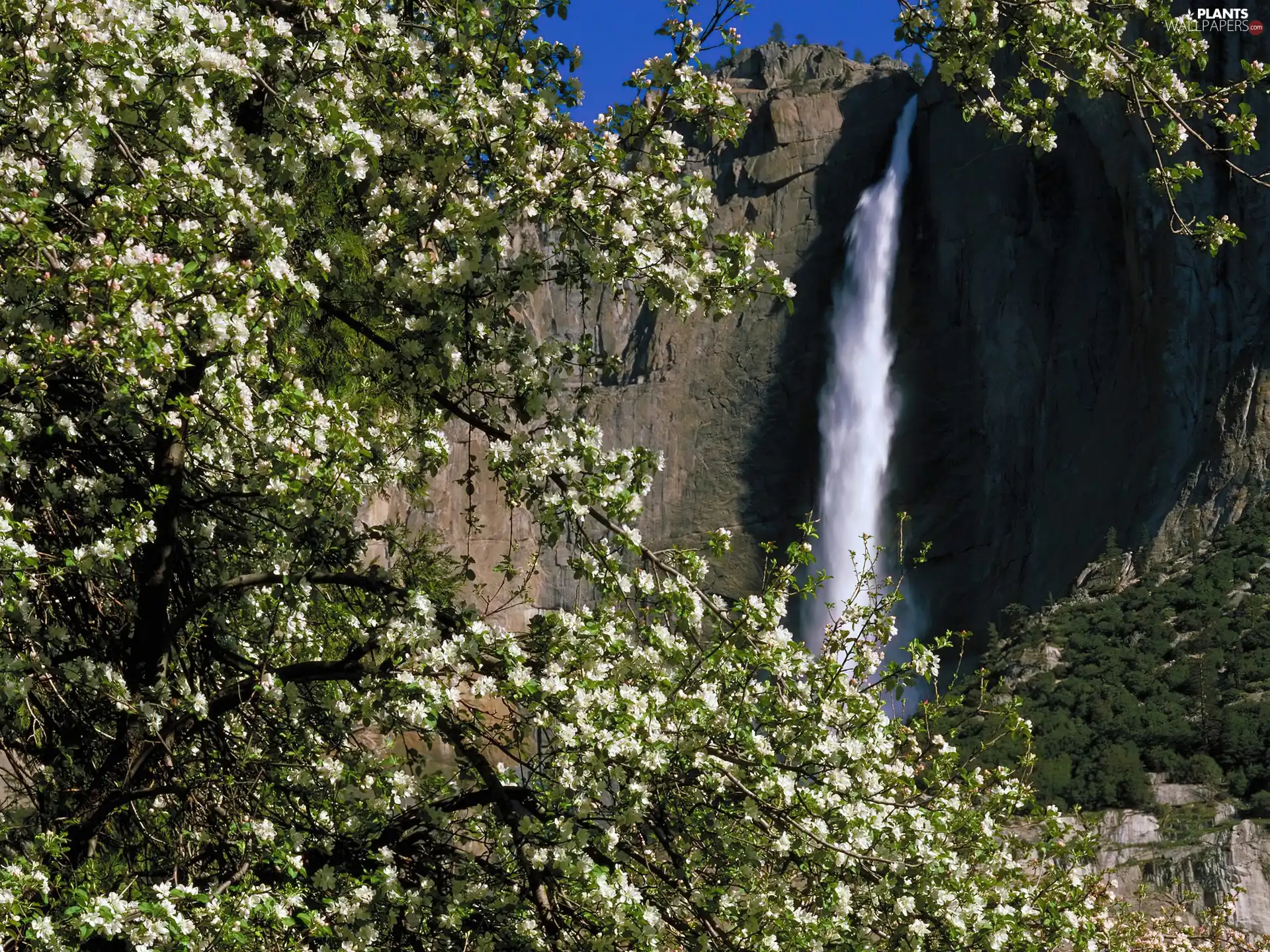 Rocks, waterfall, trees, viewes, flourishing