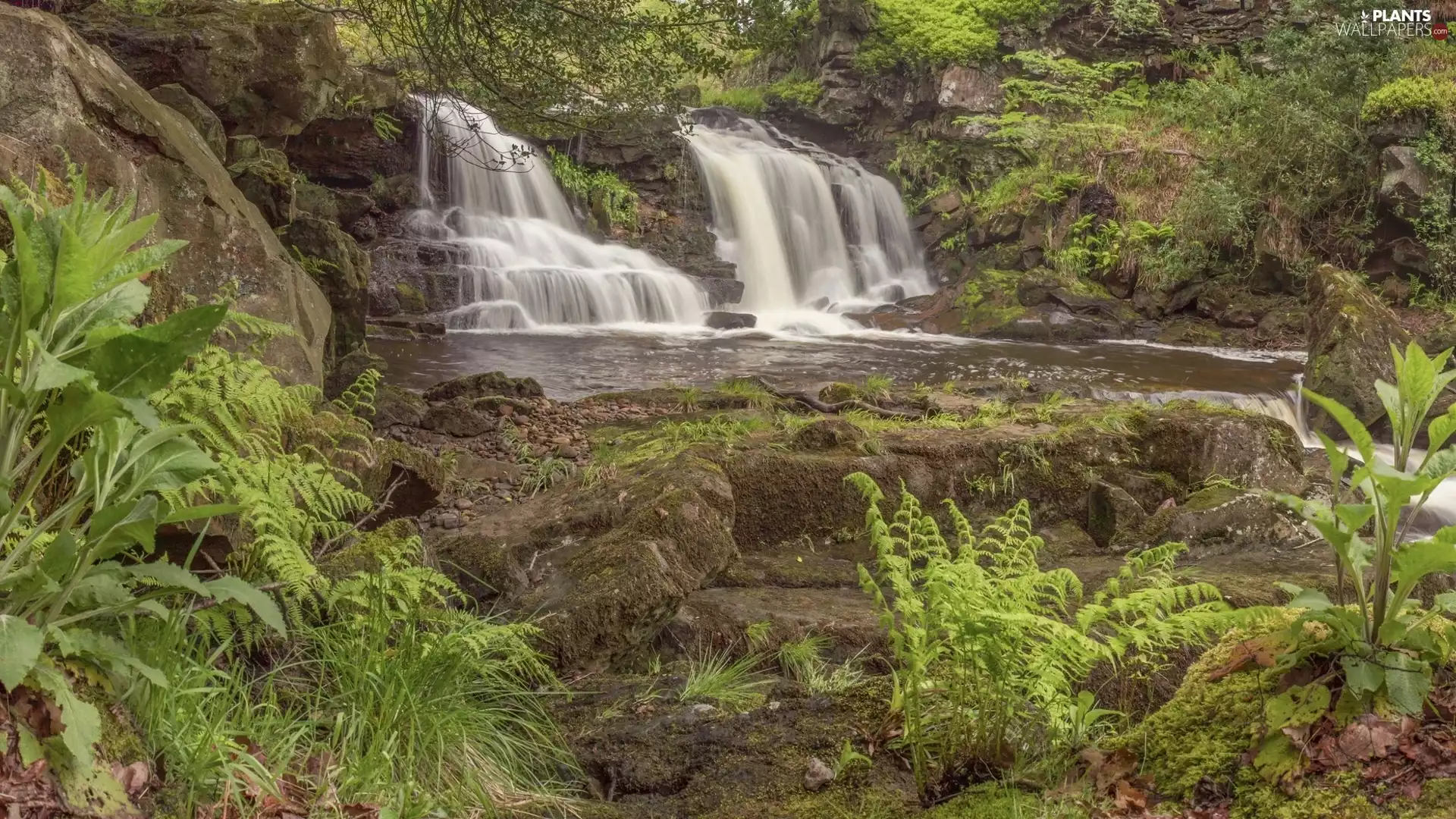 waterfall, fern, mosses, rocks