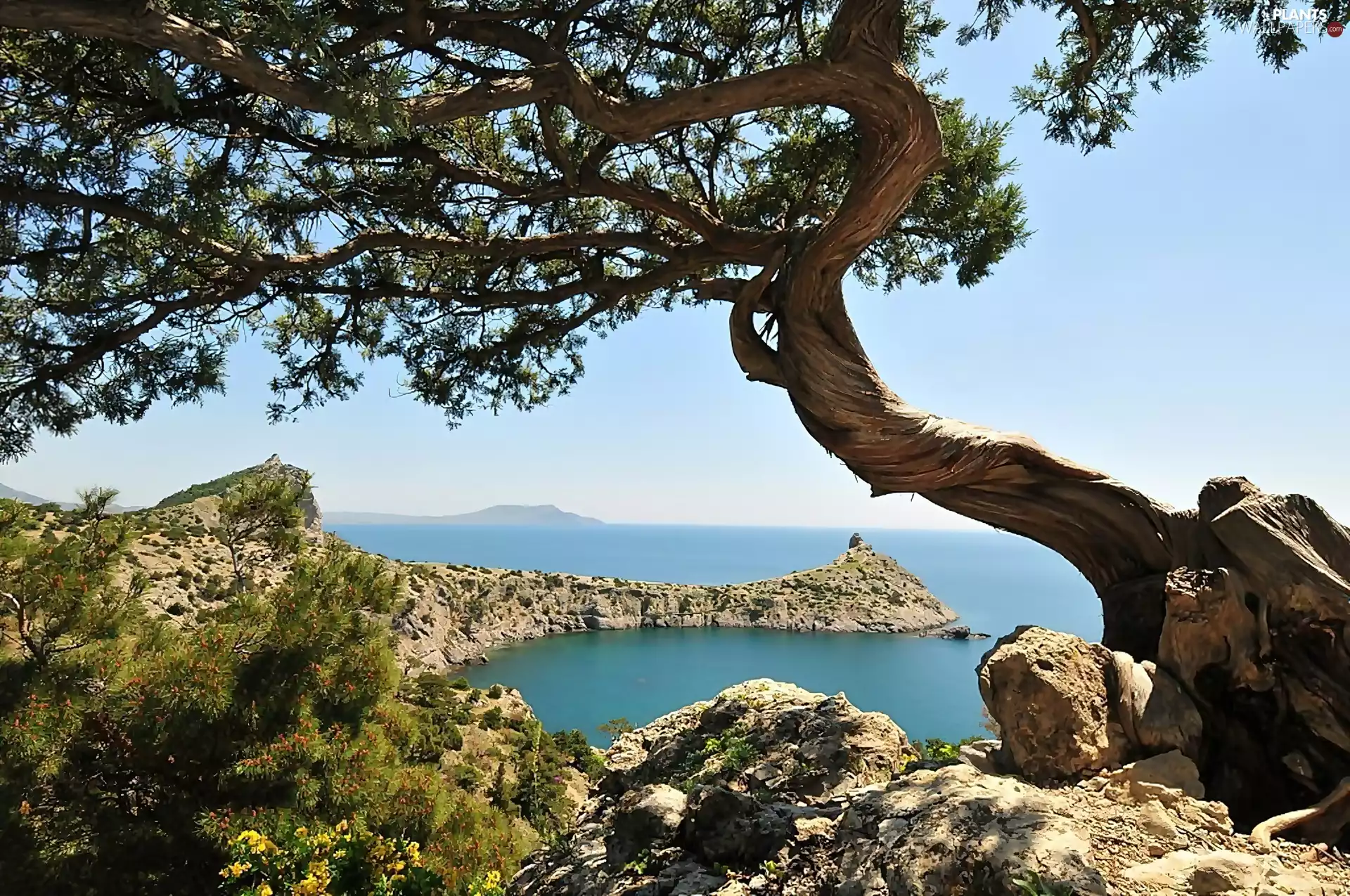 sea, Coast, VEGETATION, Rocky