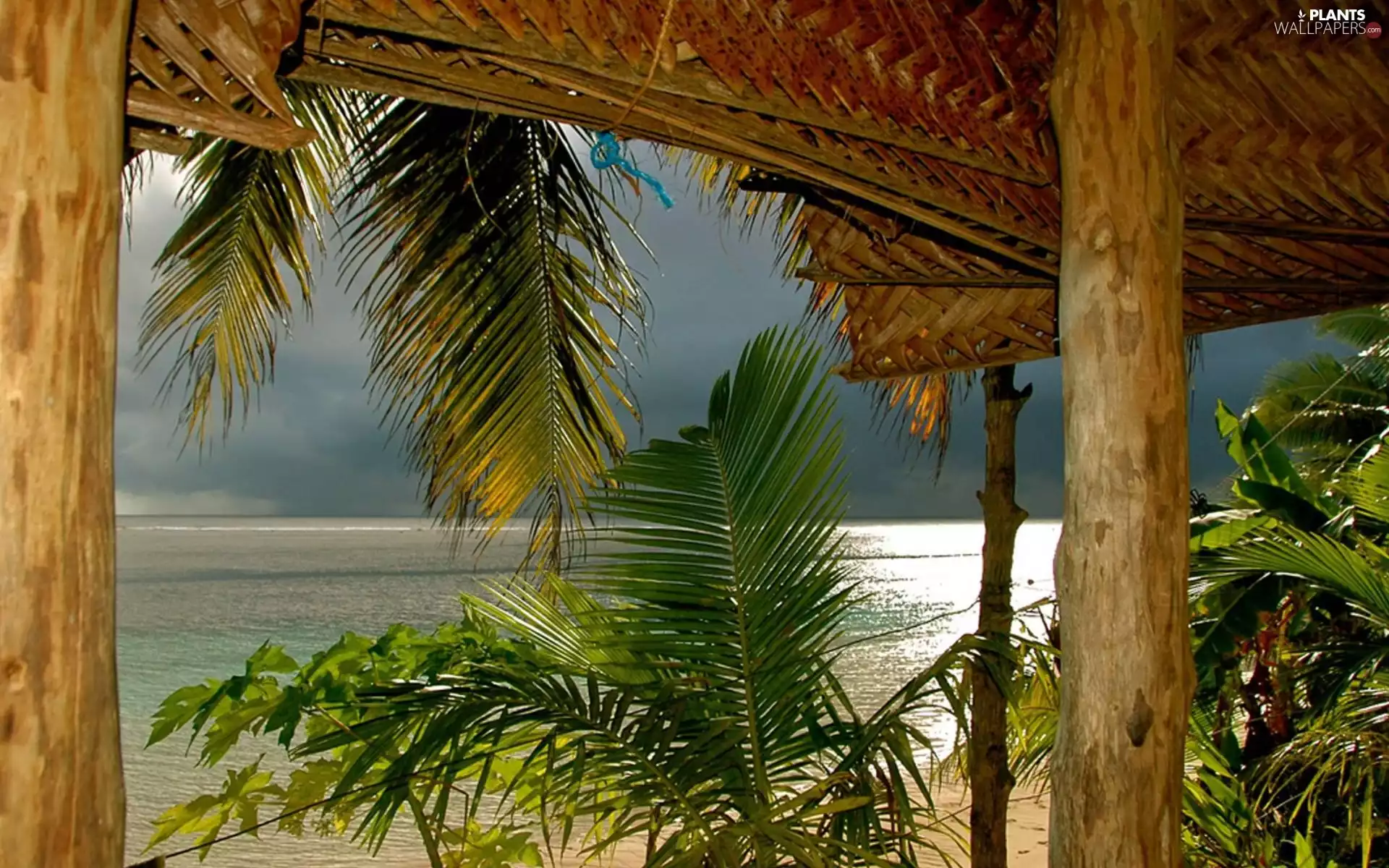 roofing, sea, Palms
