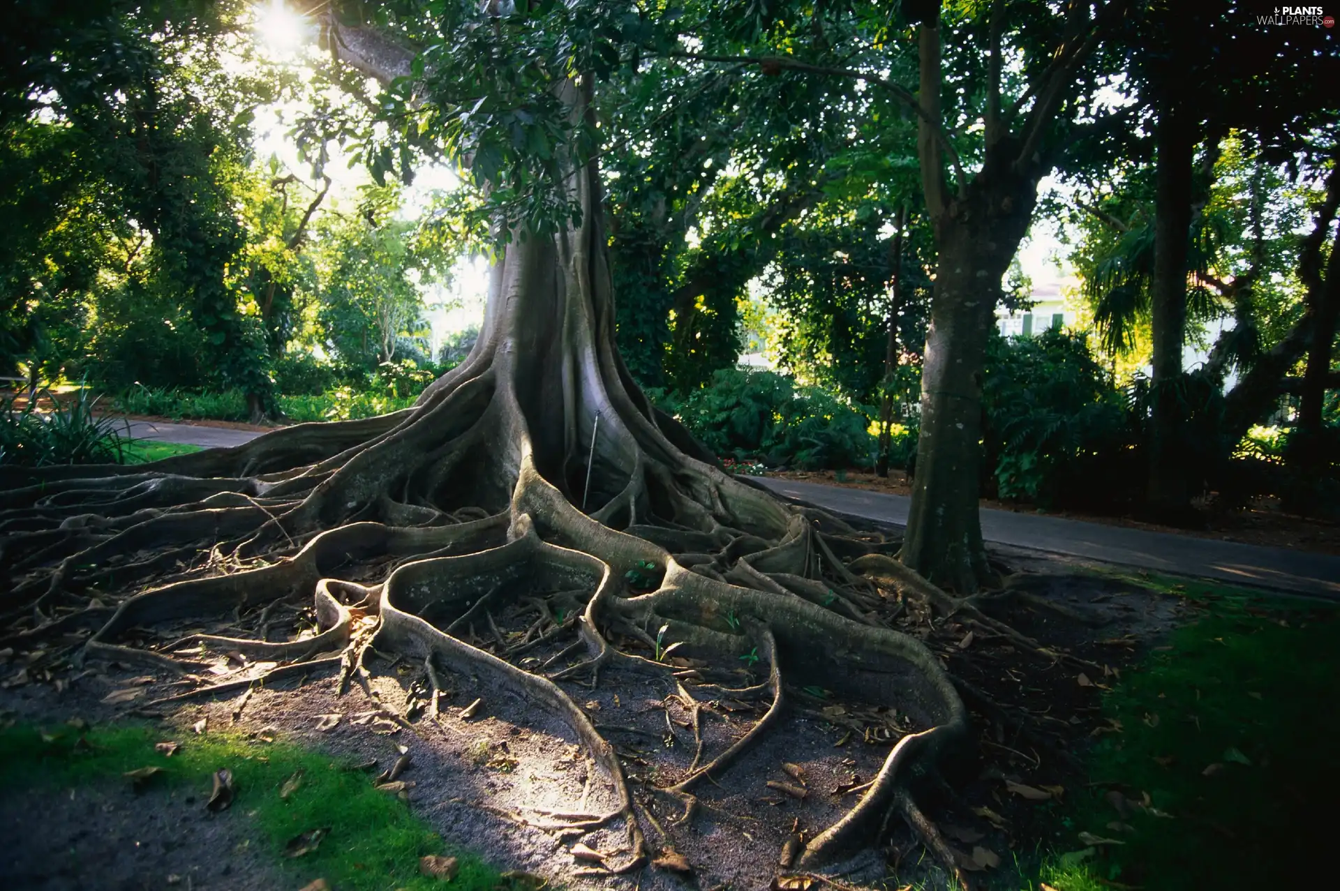 Park, viewes, root, trees