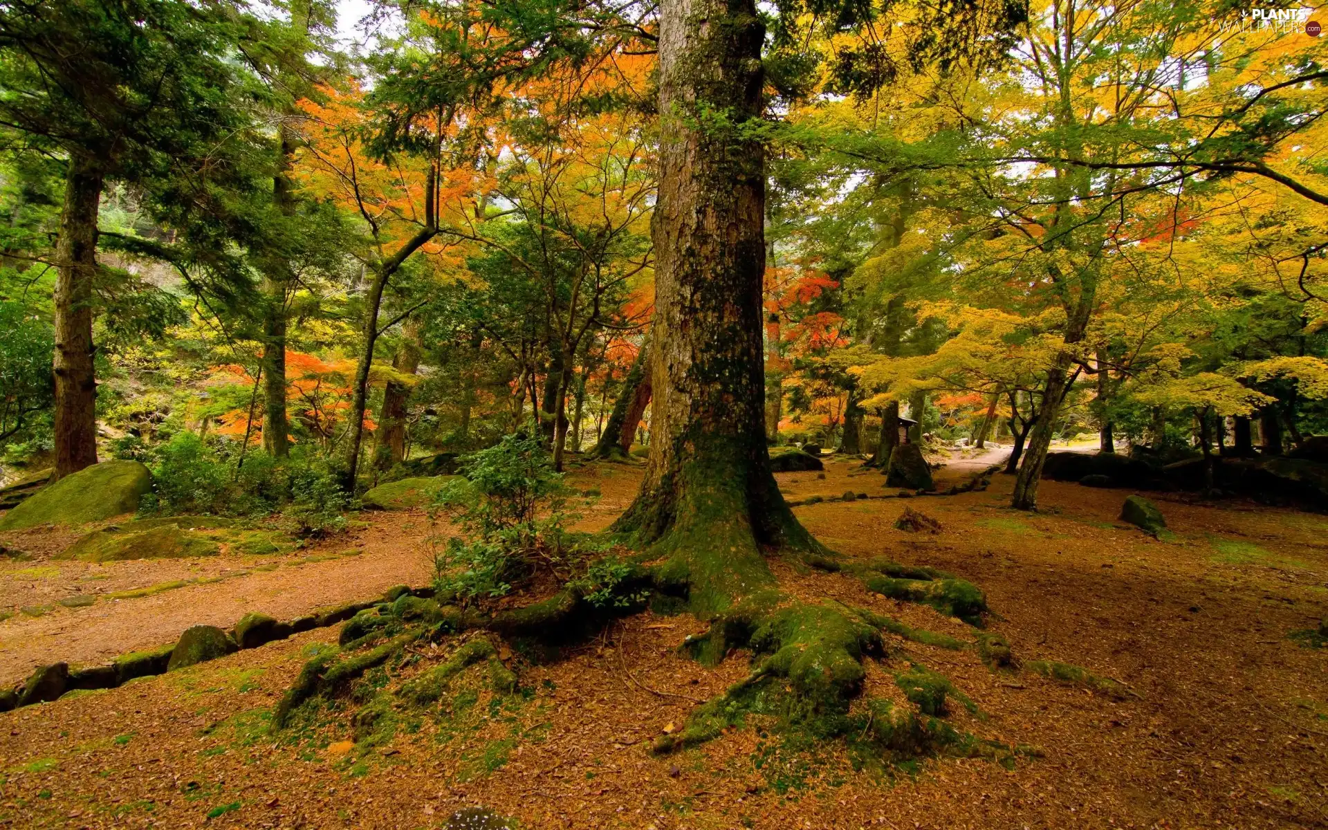 autumn, viewes, roots, trees