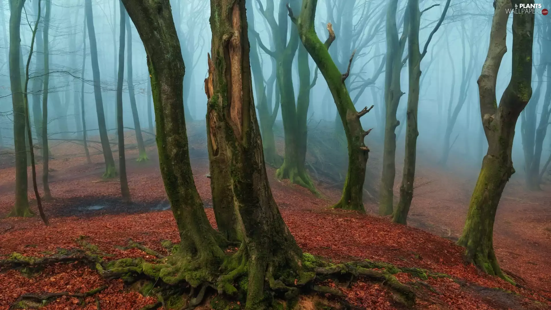 trees, forest, mossy, roots, viewes, Fog