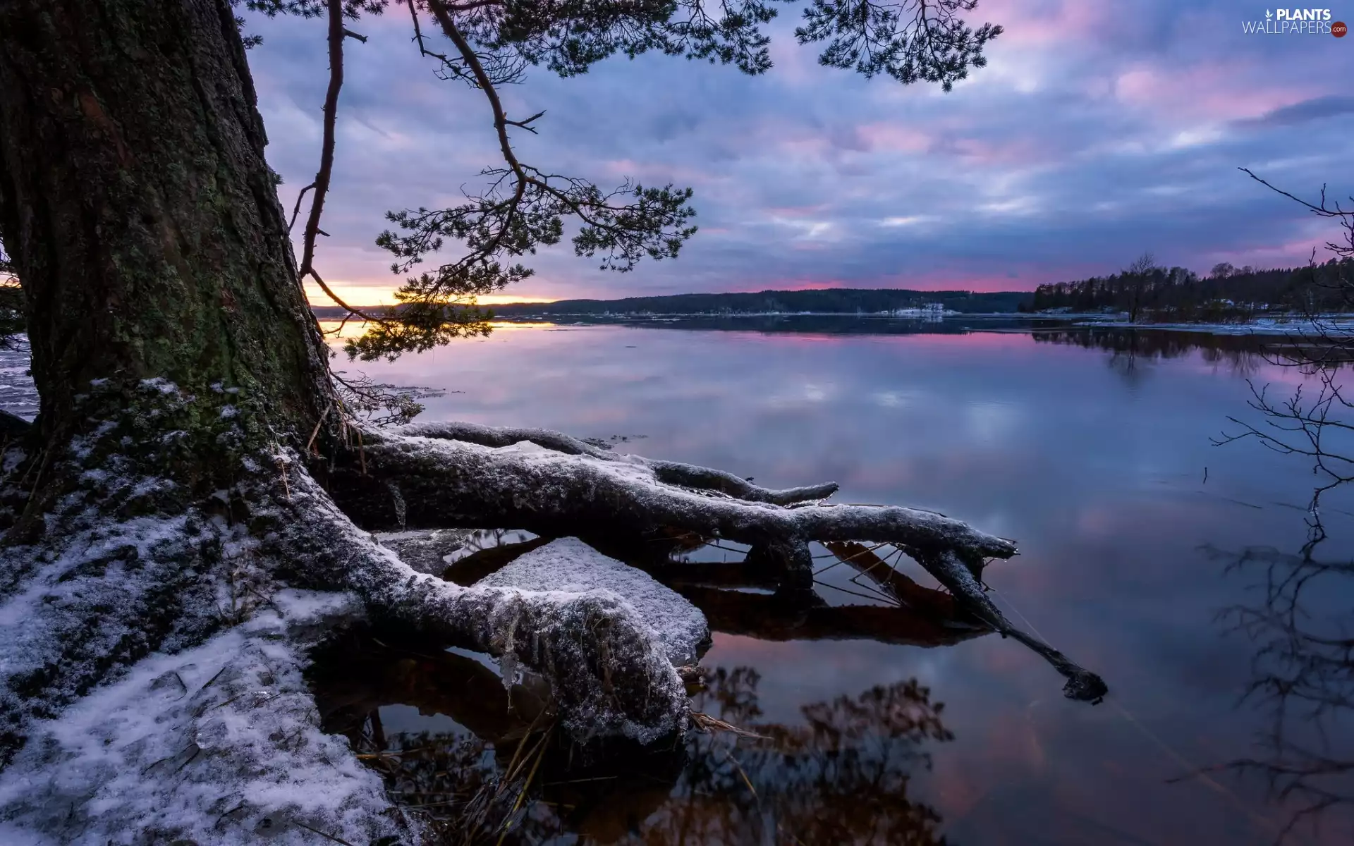 trees, roots, lake, Sunrise, winter
