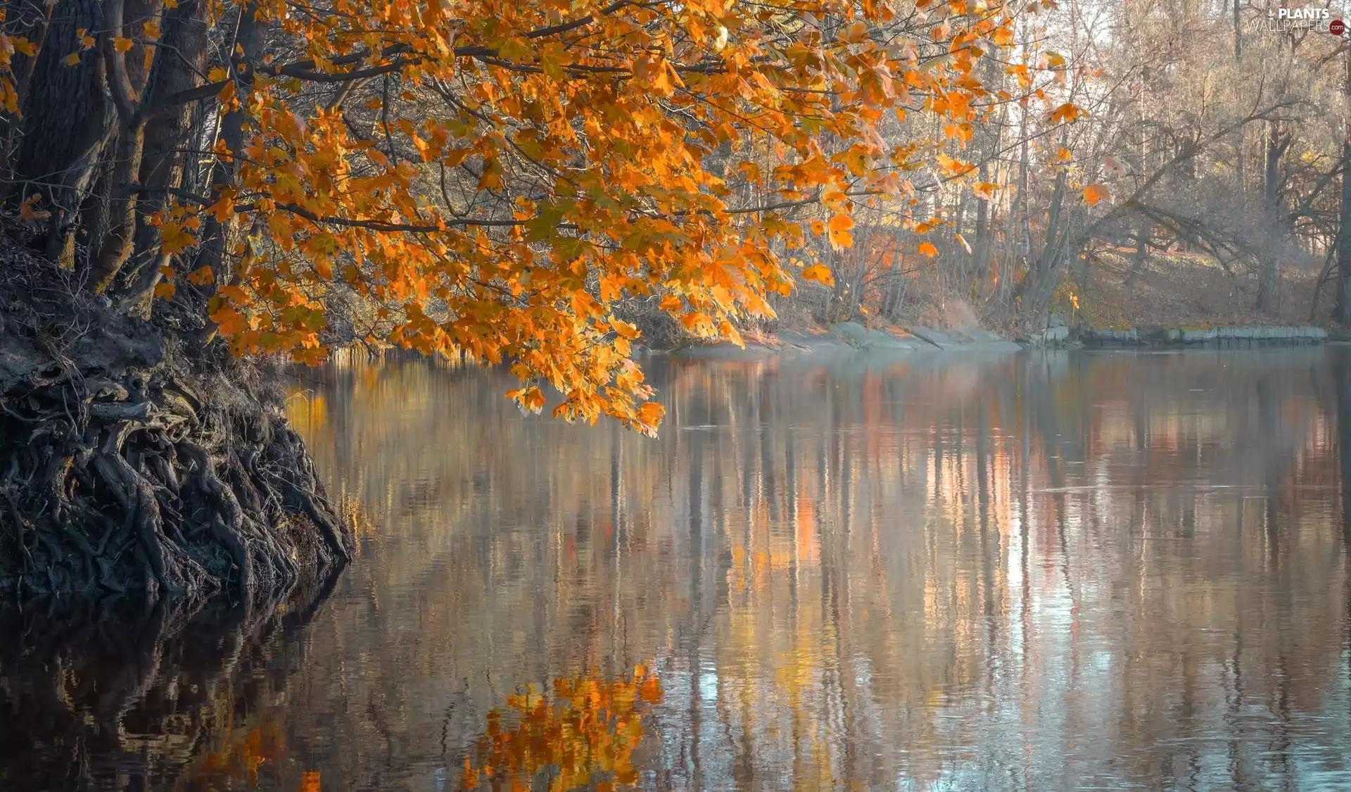 viewes, roots, River, trees, autumn