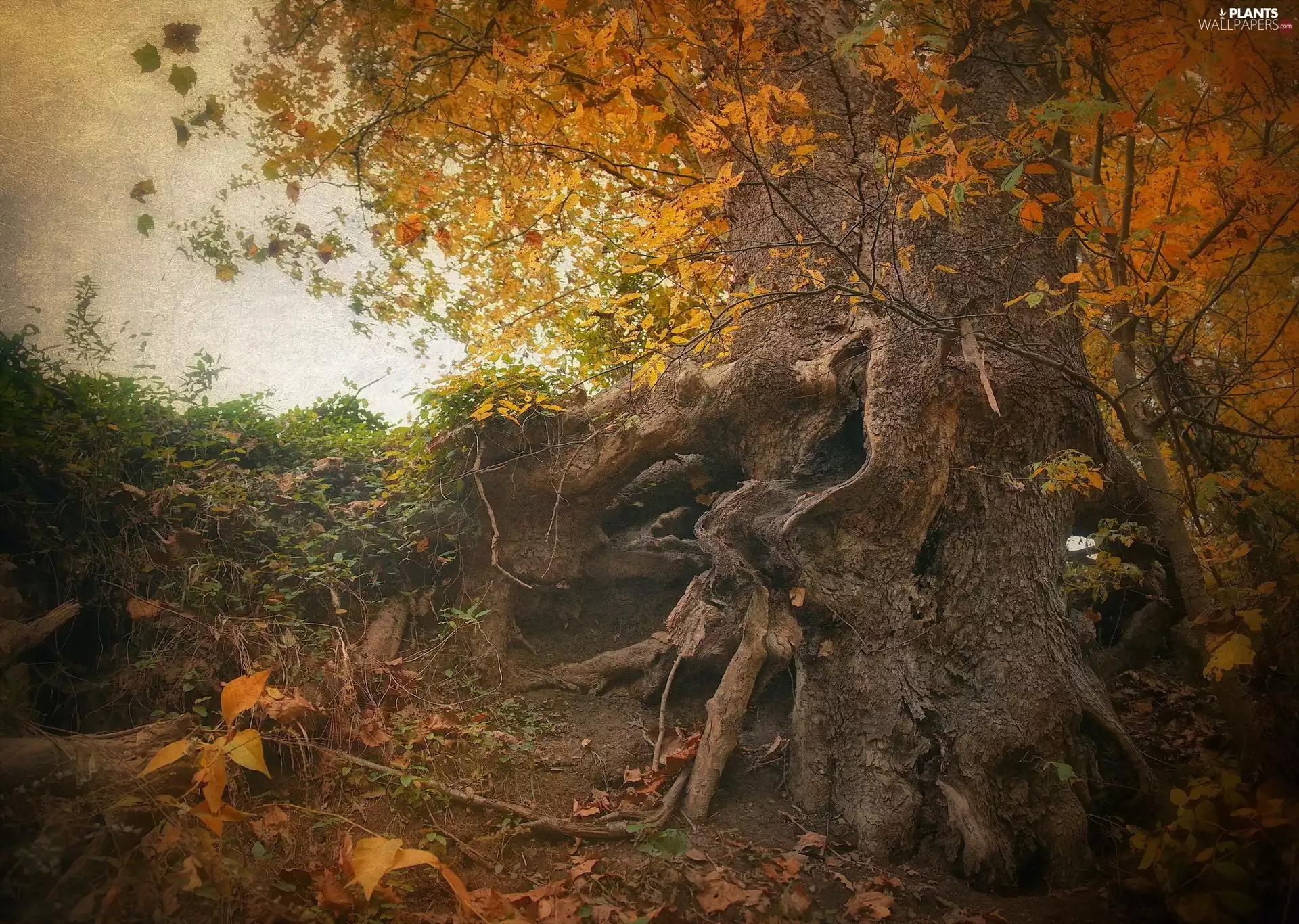 roots, autumn, trees