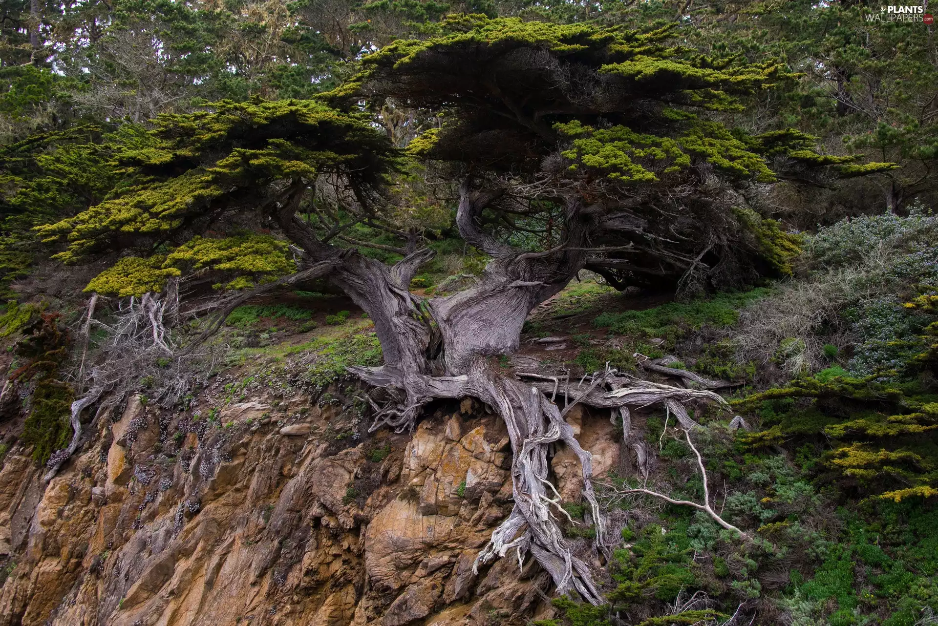 roots, cliff, trees