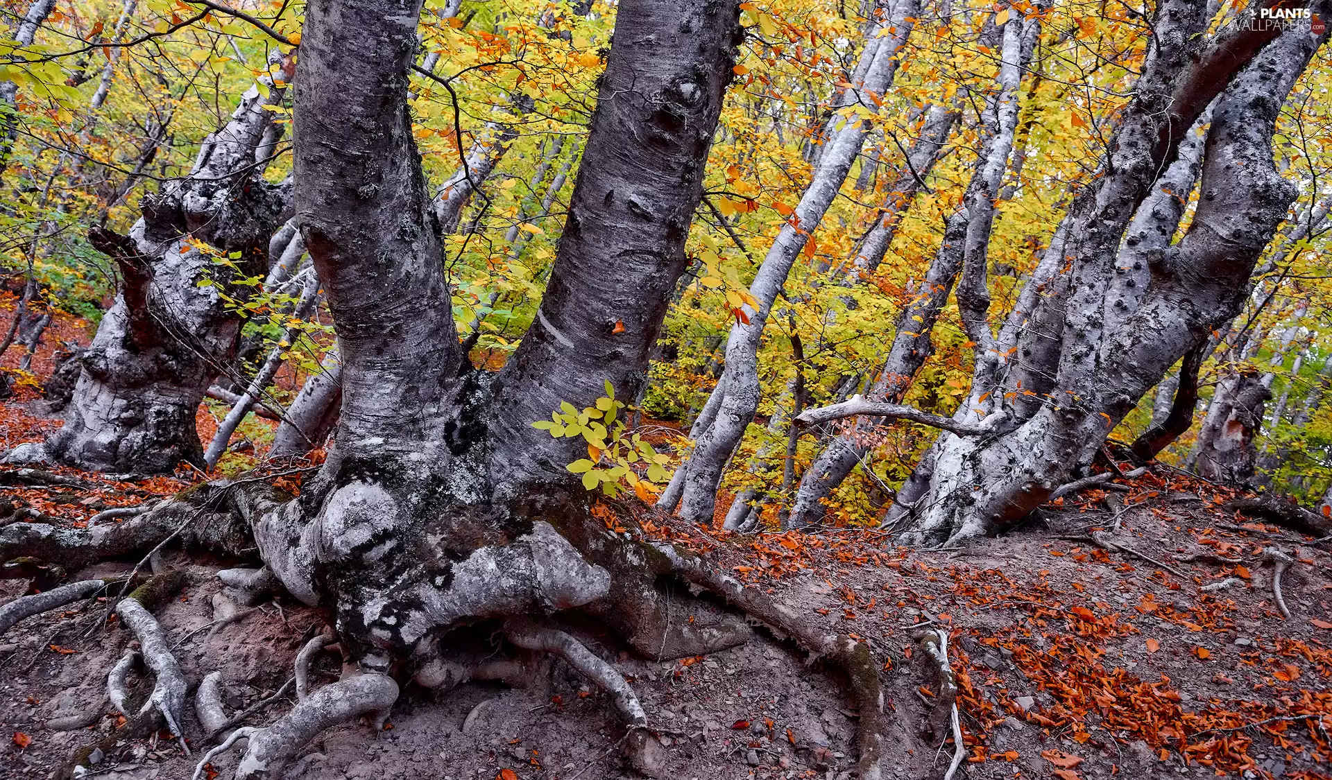 Leaf, roots, trees, viewes, forest