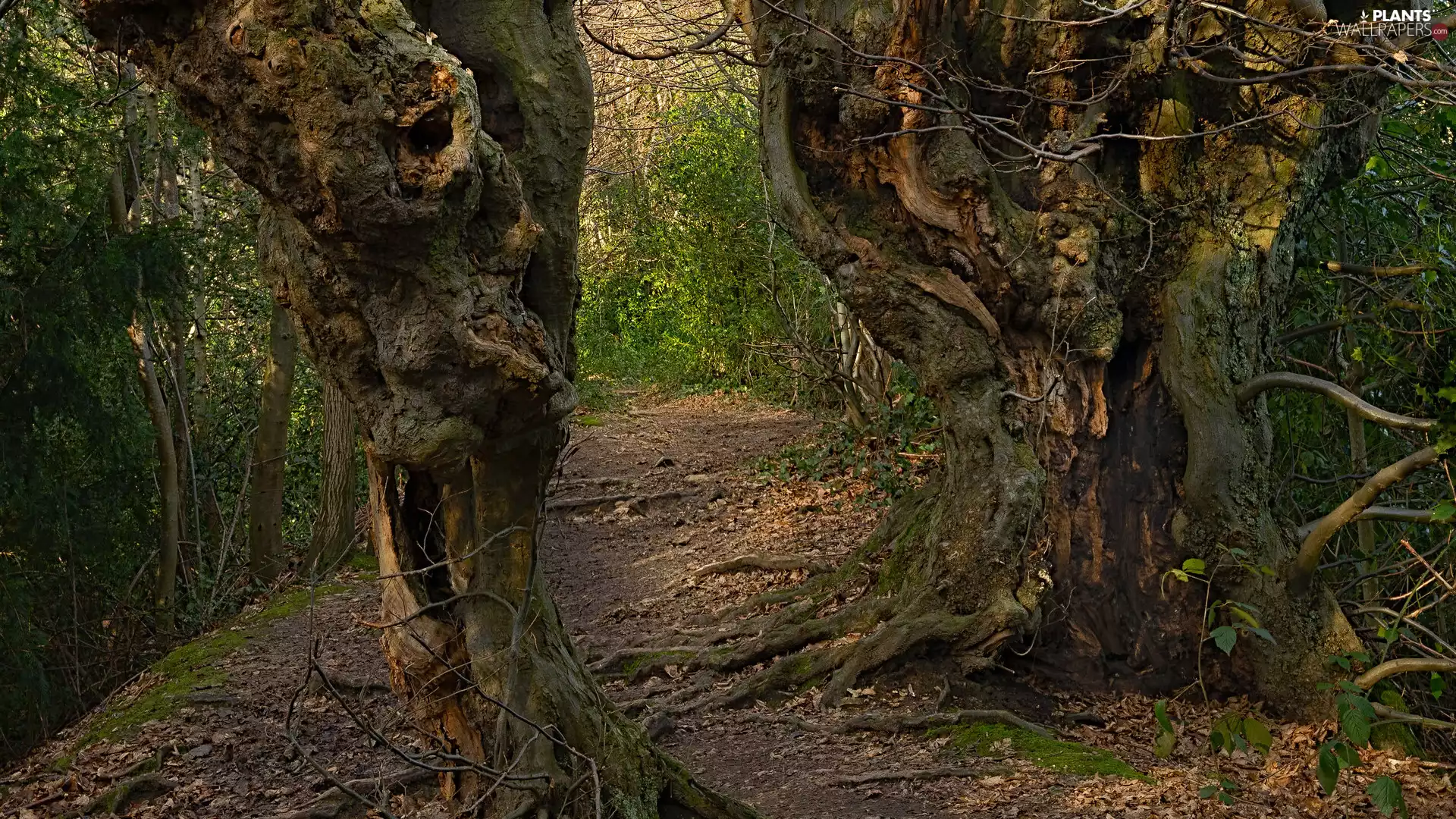 old, forest, viewes, roots, trees, Two cars