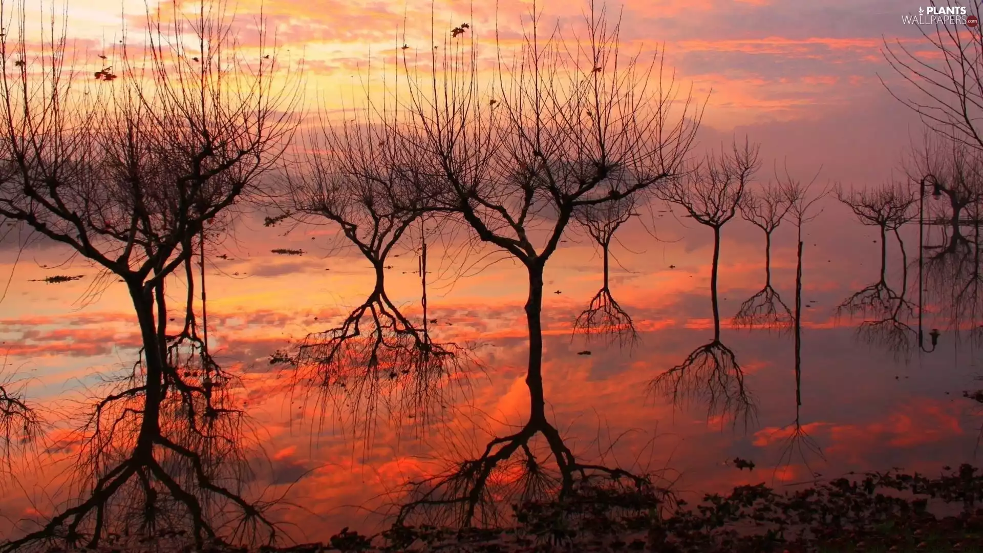 sun, fantasy, viewes, roots, trees, west