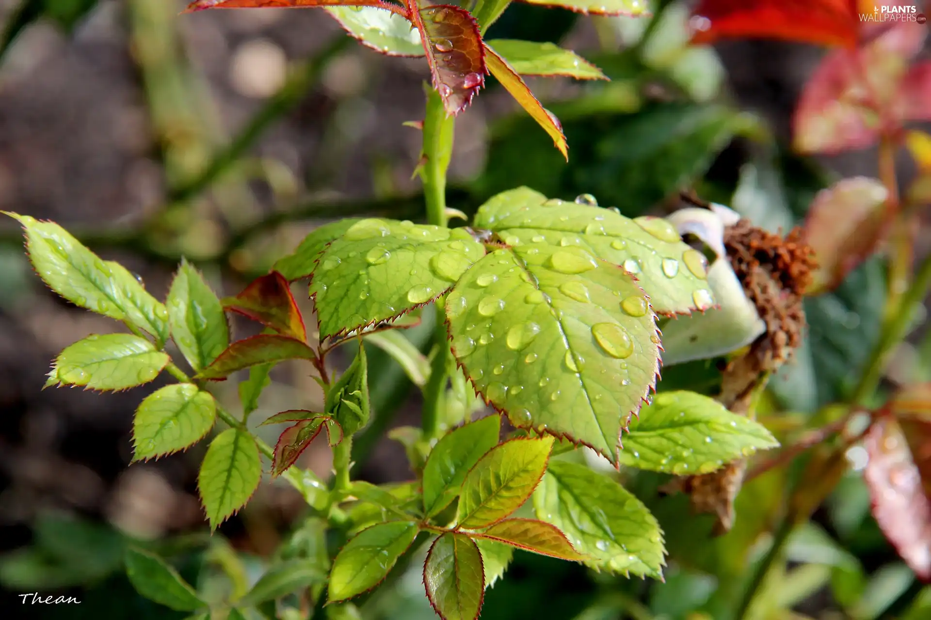 rose, wet, Leaf