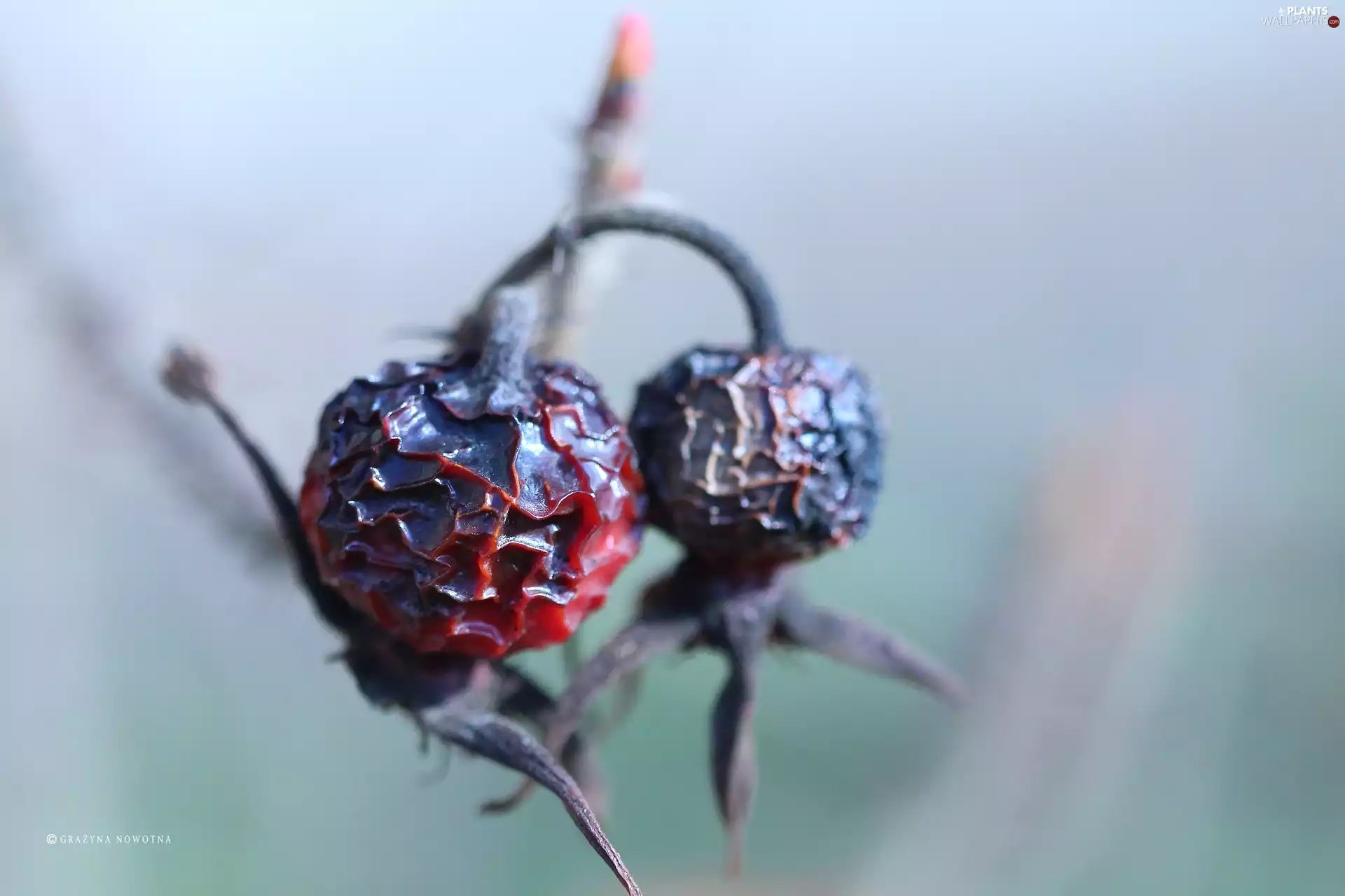 Wild, rose, Plants, Fruits, dry