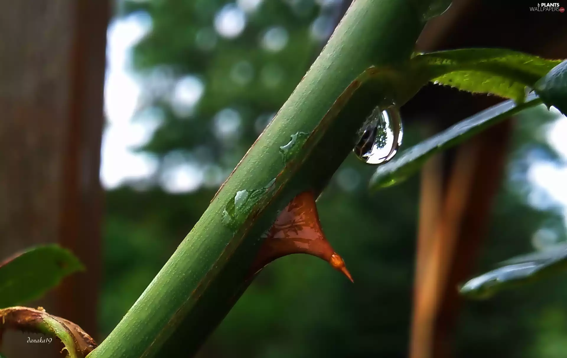 twig, Spike, drop, rose