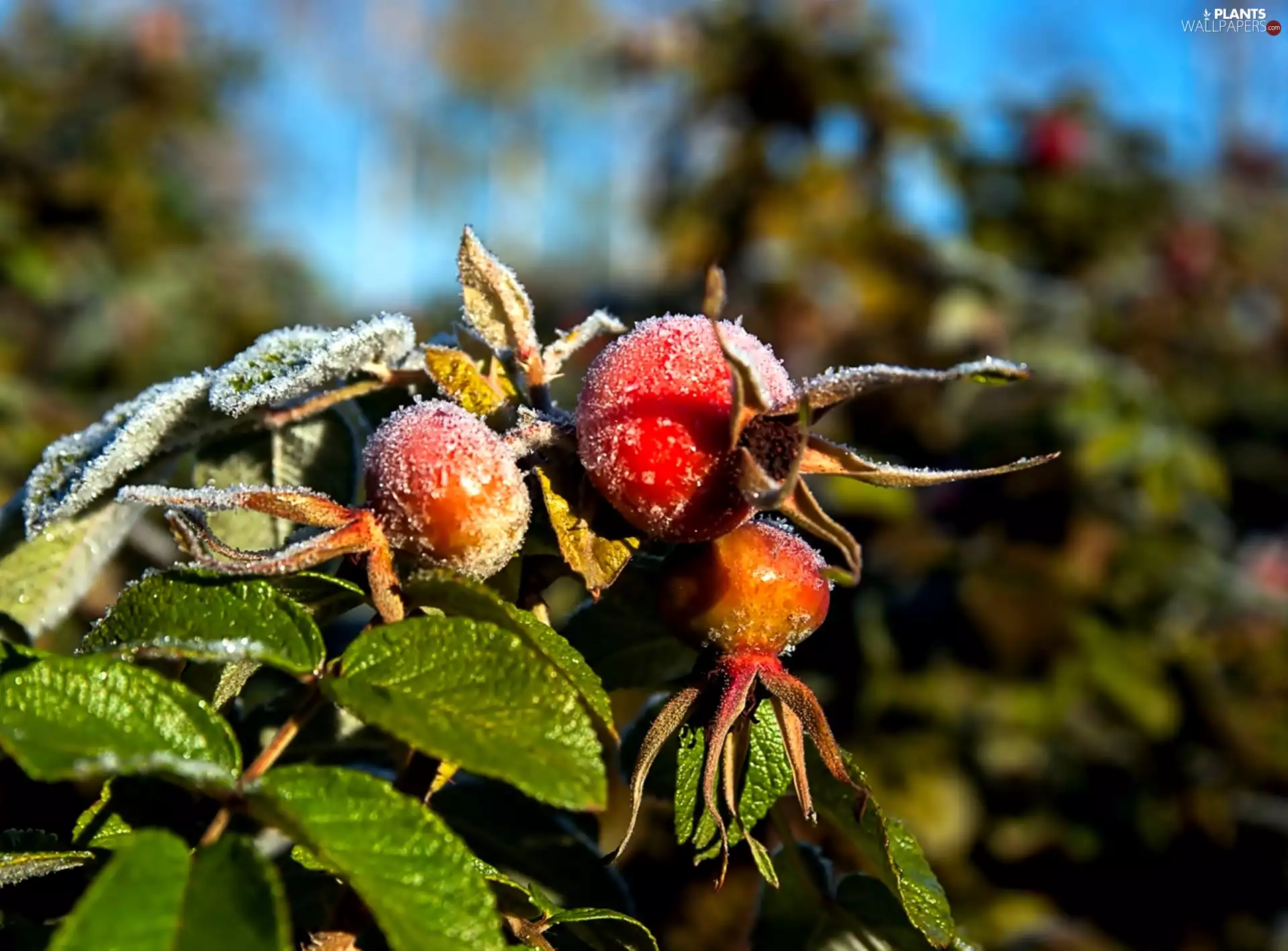 fruit, rose, White frost, wild