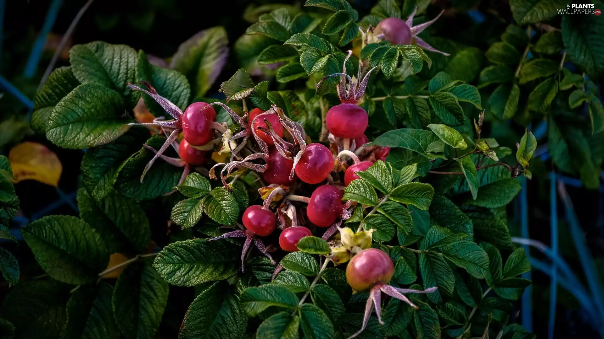 rose, Fruits, wild