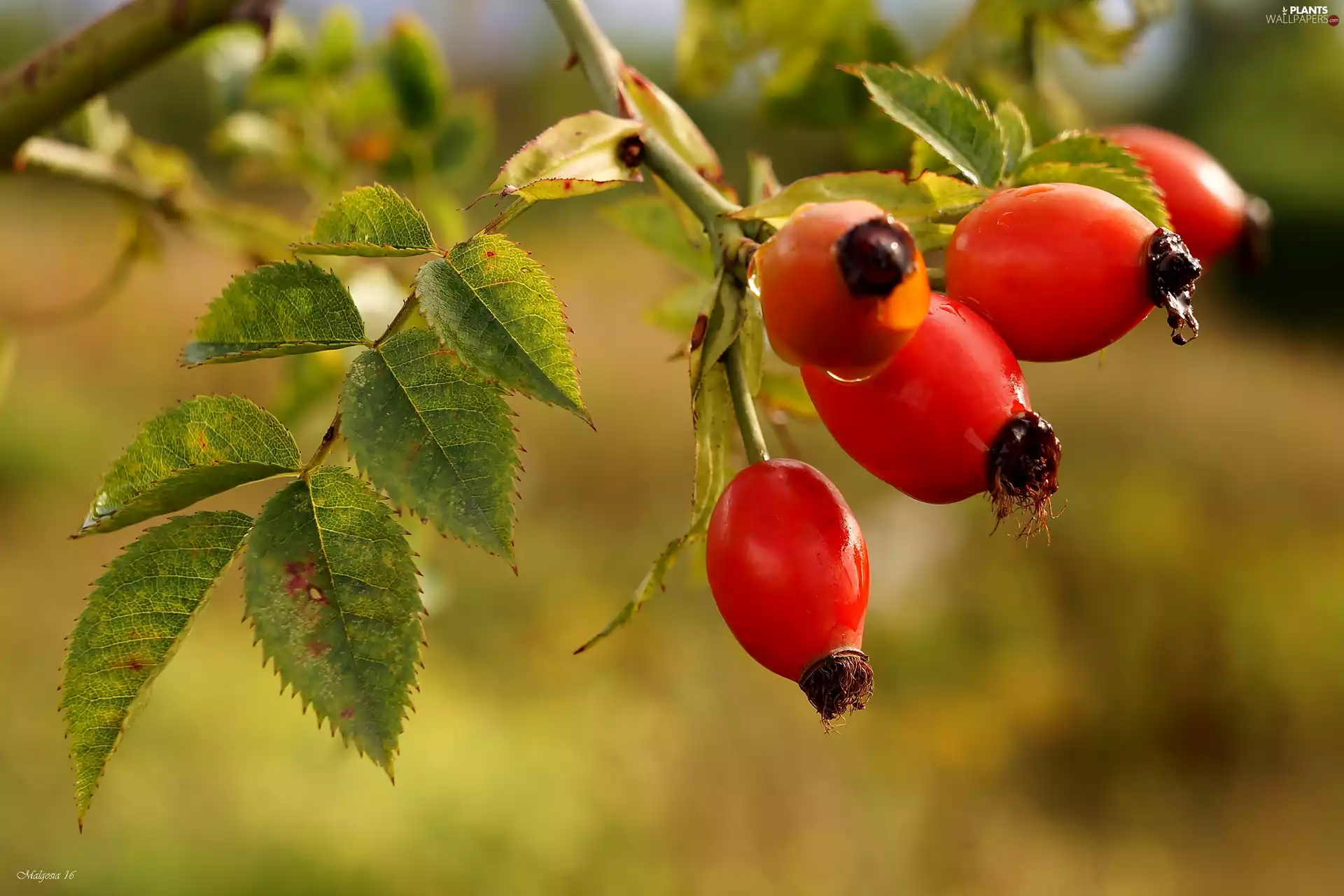 rose, Fruits, Wild