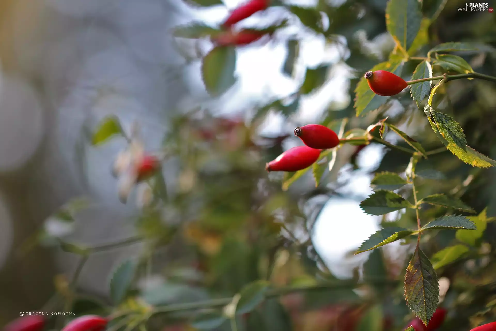 Wild, Red, Fruits, rose