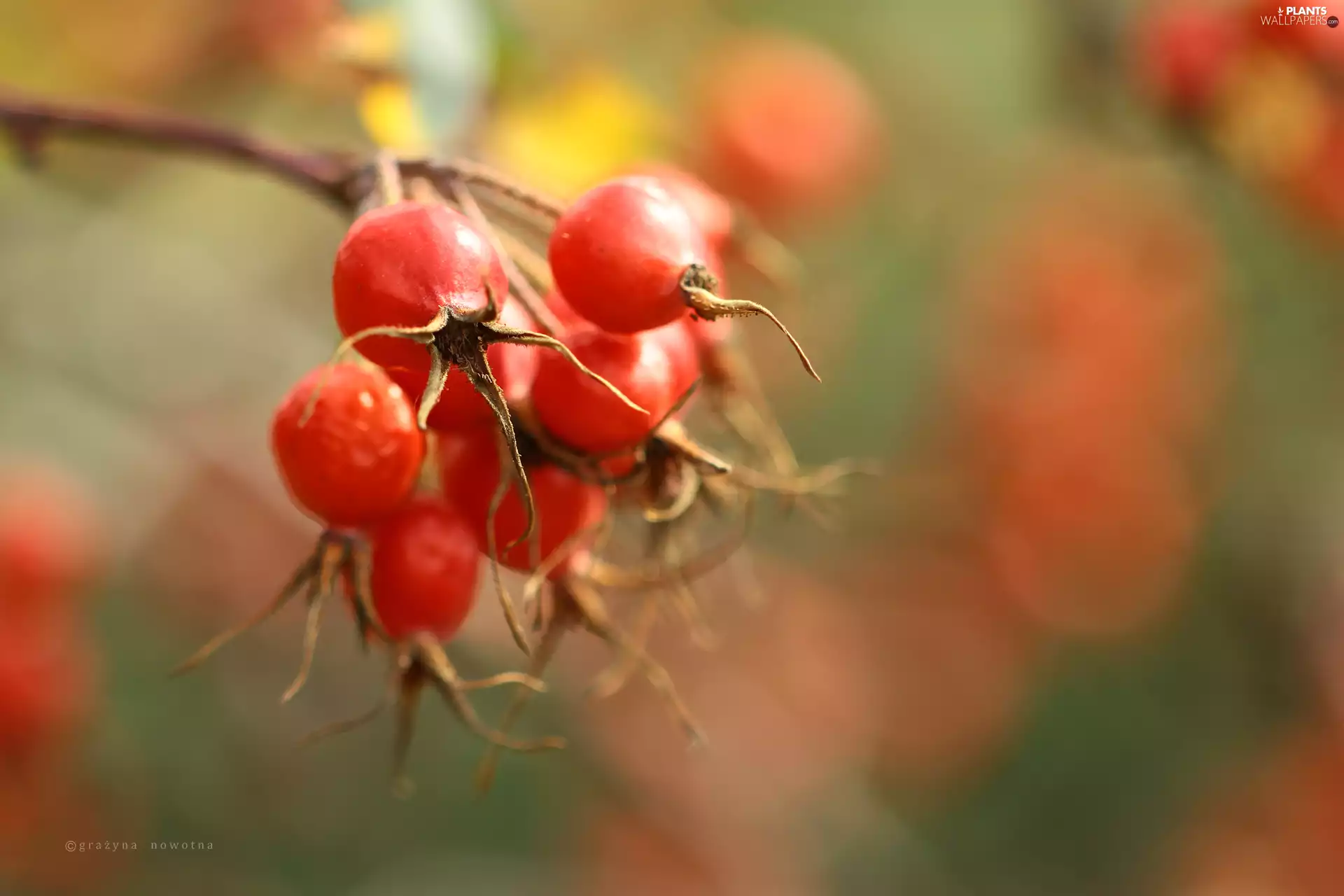 Wild, Red, Fruits, rose