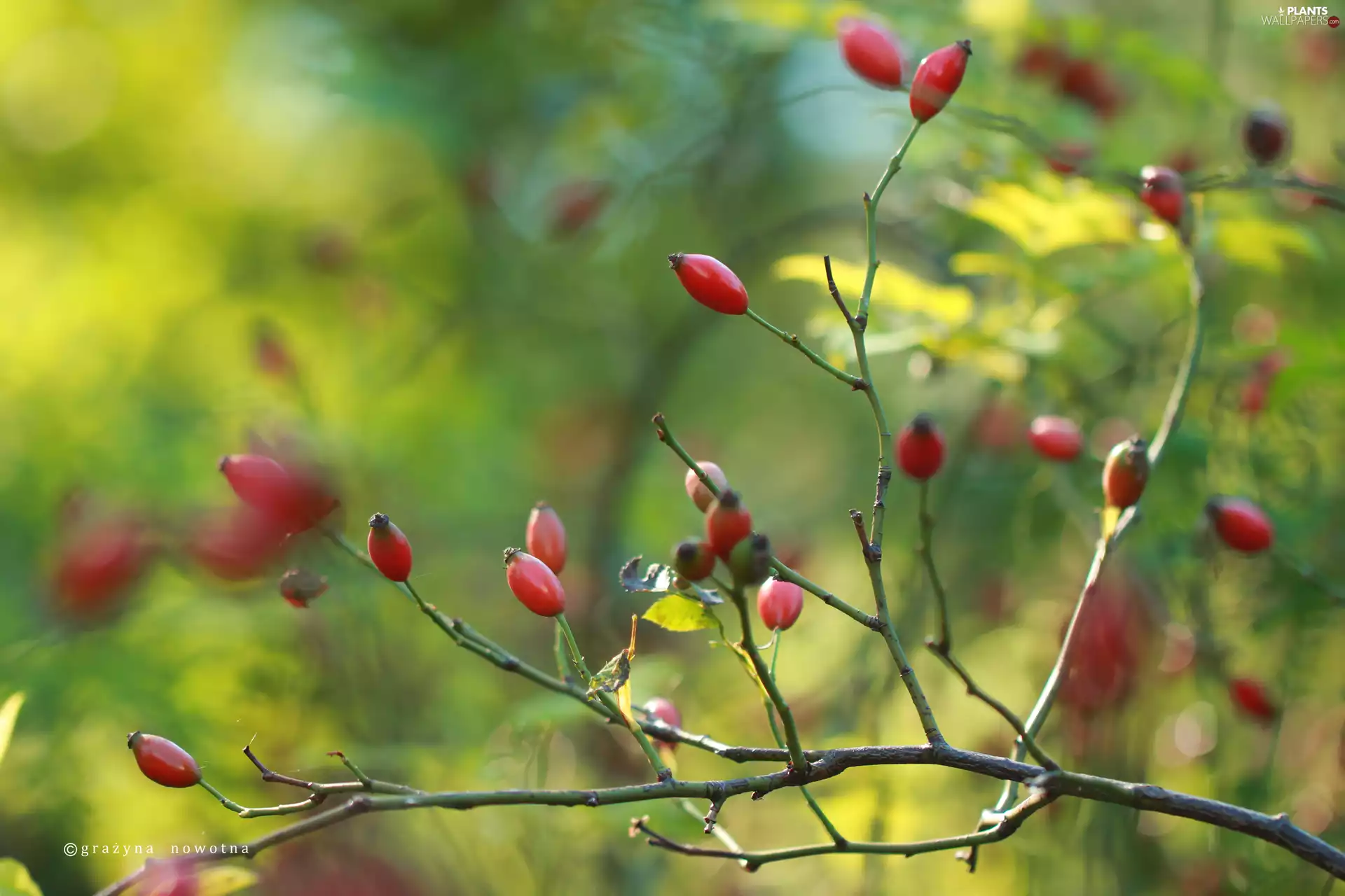 Wild, Red, Fruits, rose