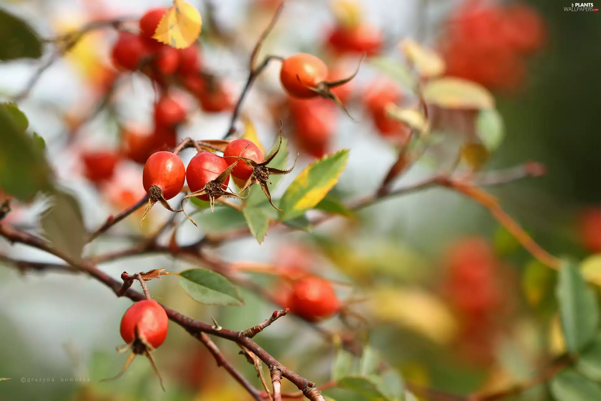 Wild, Red, Fruits, rose