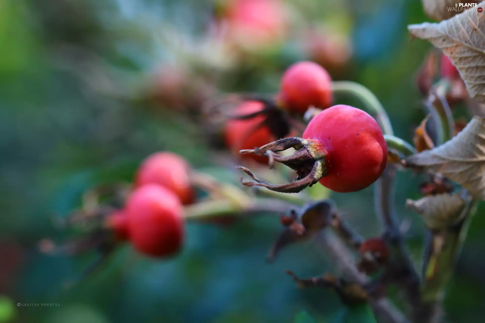 Wild, Red, Fruits, rose
