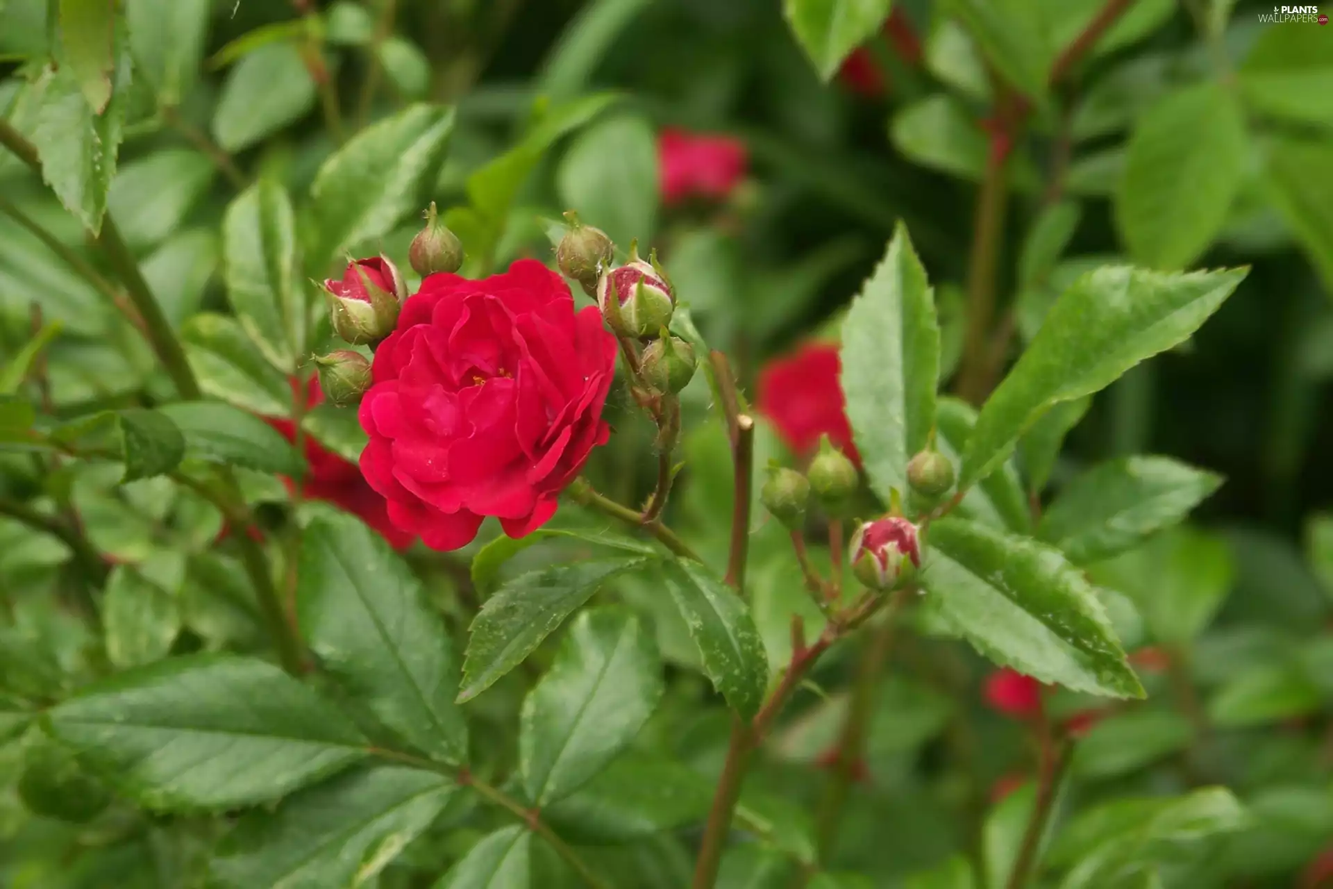 Wild, donuts, leaves, rose