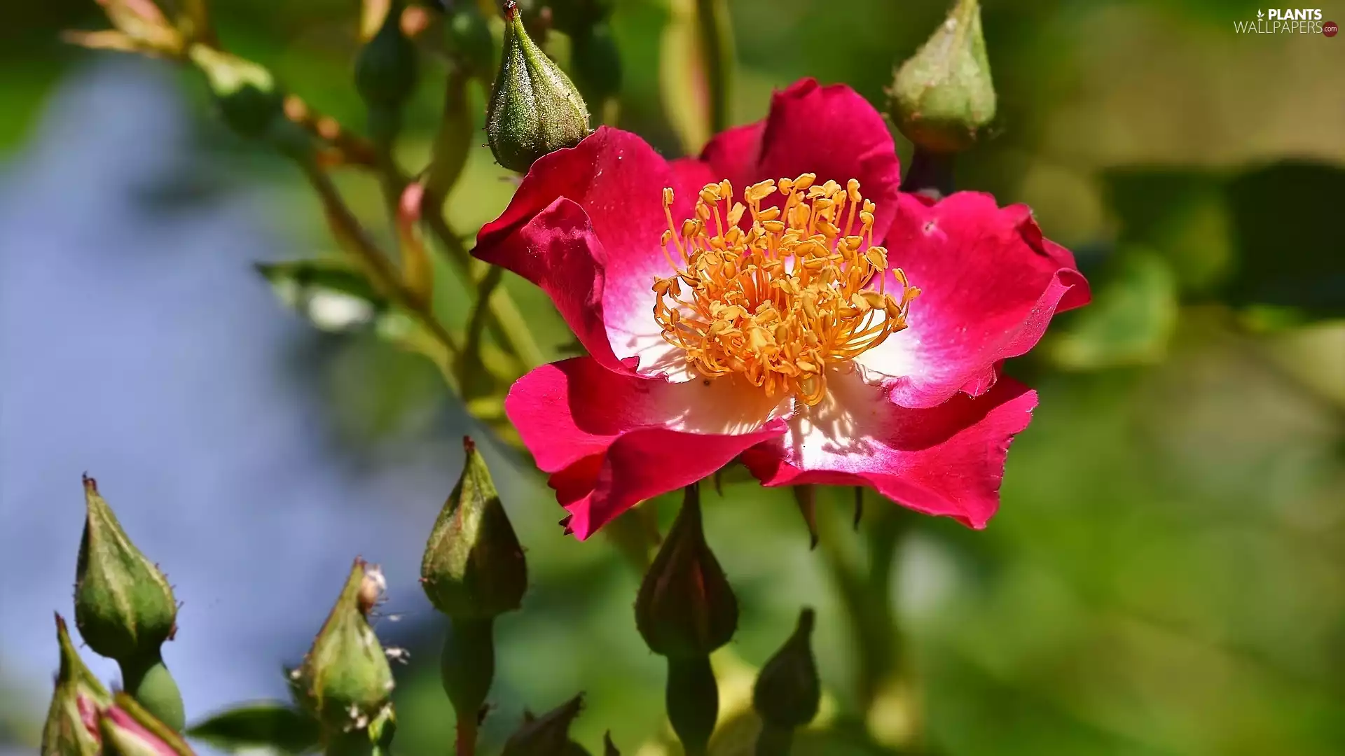 White and Red, rose, Buds, Wild