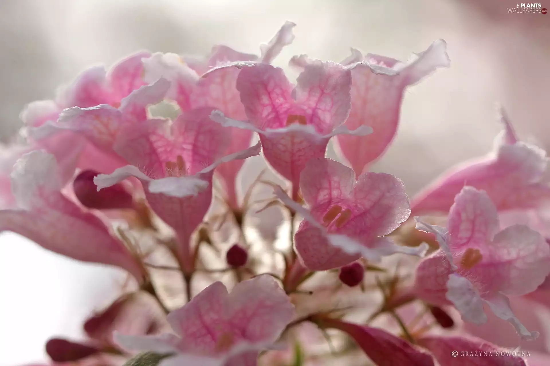 Kolkwitzia Rosea, Pink, Flowers, Bush